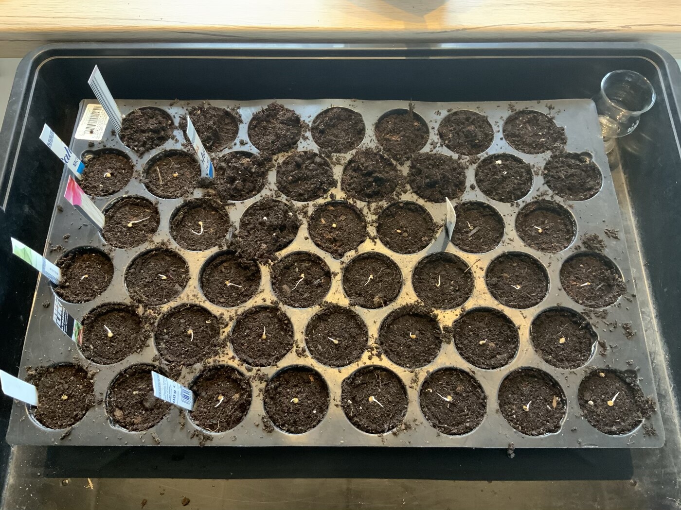 Anzuchtkasten mit vielen runden Mulden voller Erde, winzige Keimlinge wachsen, Etiketten sichtbar.