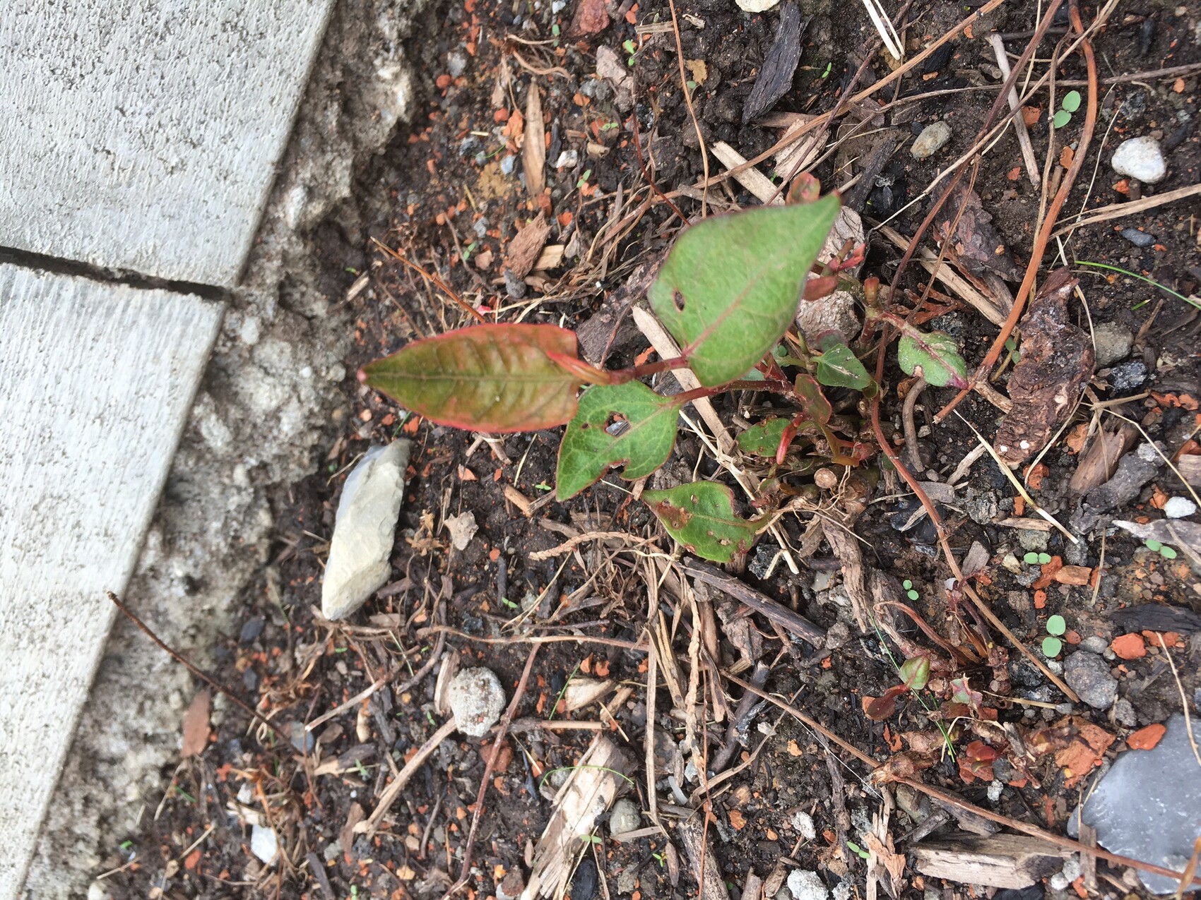 Kleines Pflänzchen wächst am Fundament eines Gebäudes im erdigen Gartenboden.