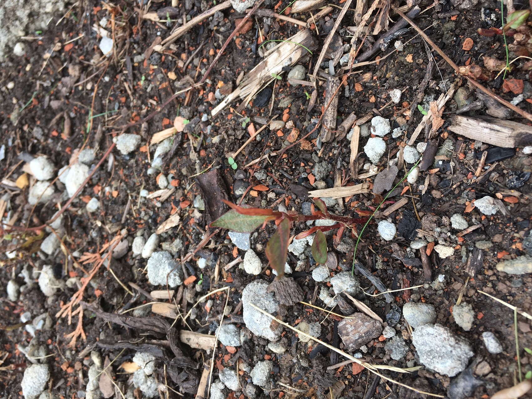 Kleine Pflanze wächst aus dunklem Gartenboden mit Kieseln und Holzsplittern