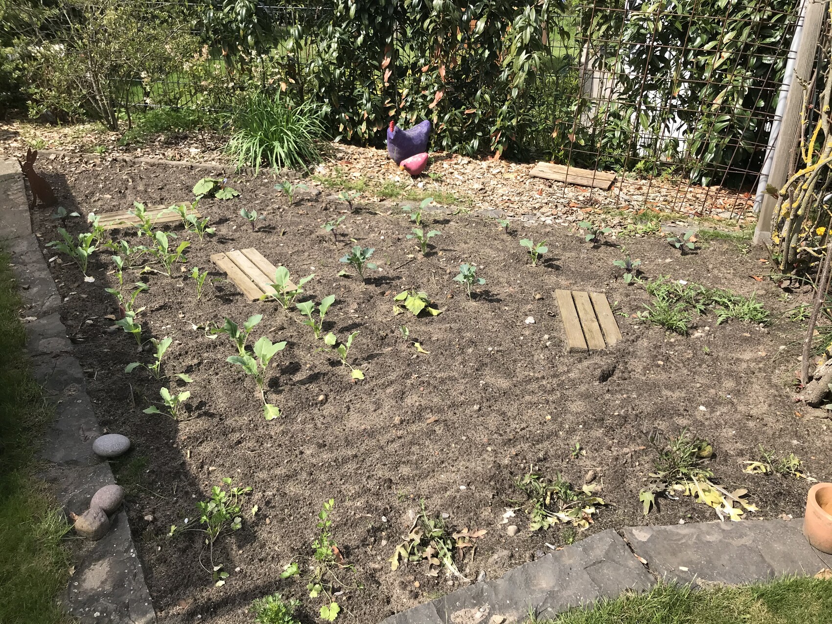 Gartenbeet mit jungen Gemüsepflanzen, zwei Holzbohlen als Wegplatten, Zaun im Hintergrund.