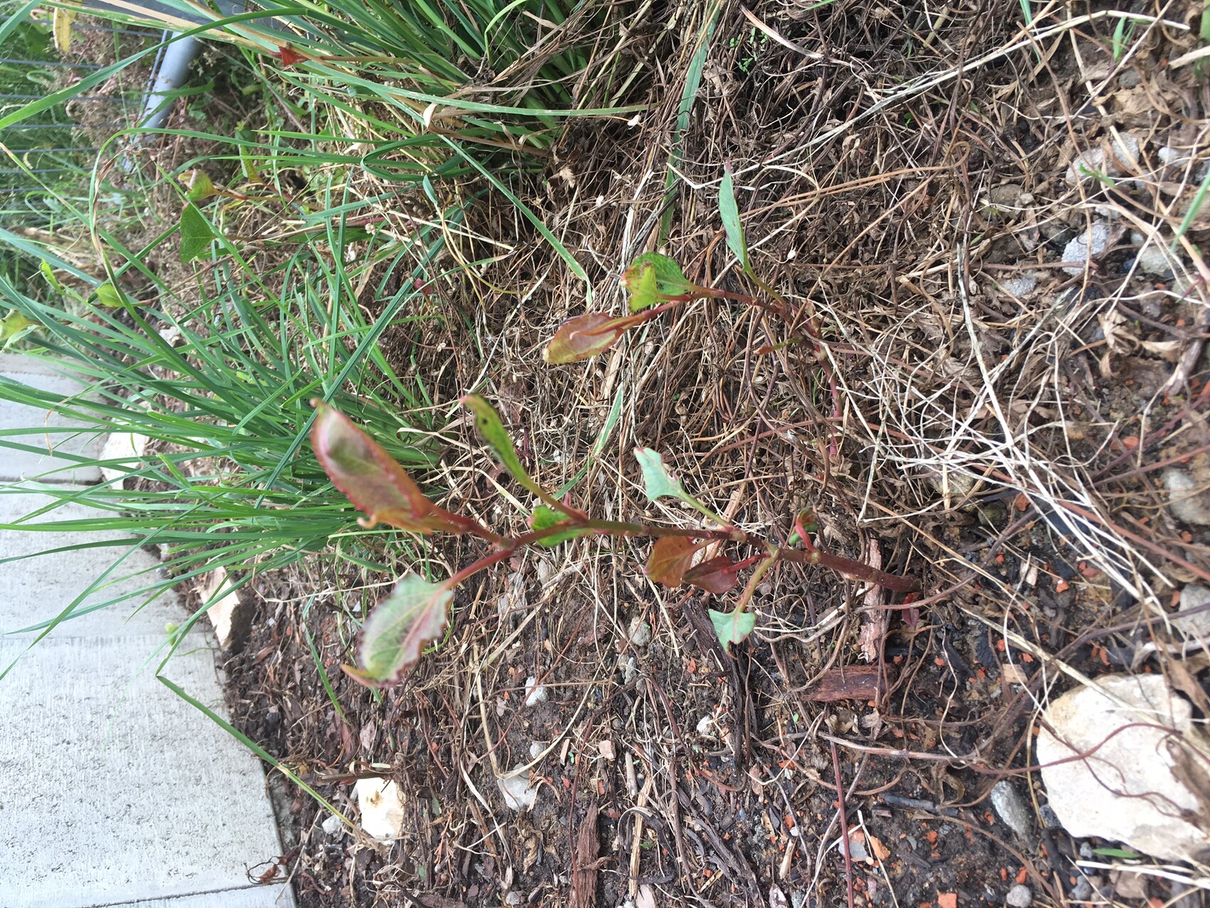 Kleine rot-gruene Triebe wachsen aus dem Boden neben Gras im Garten.