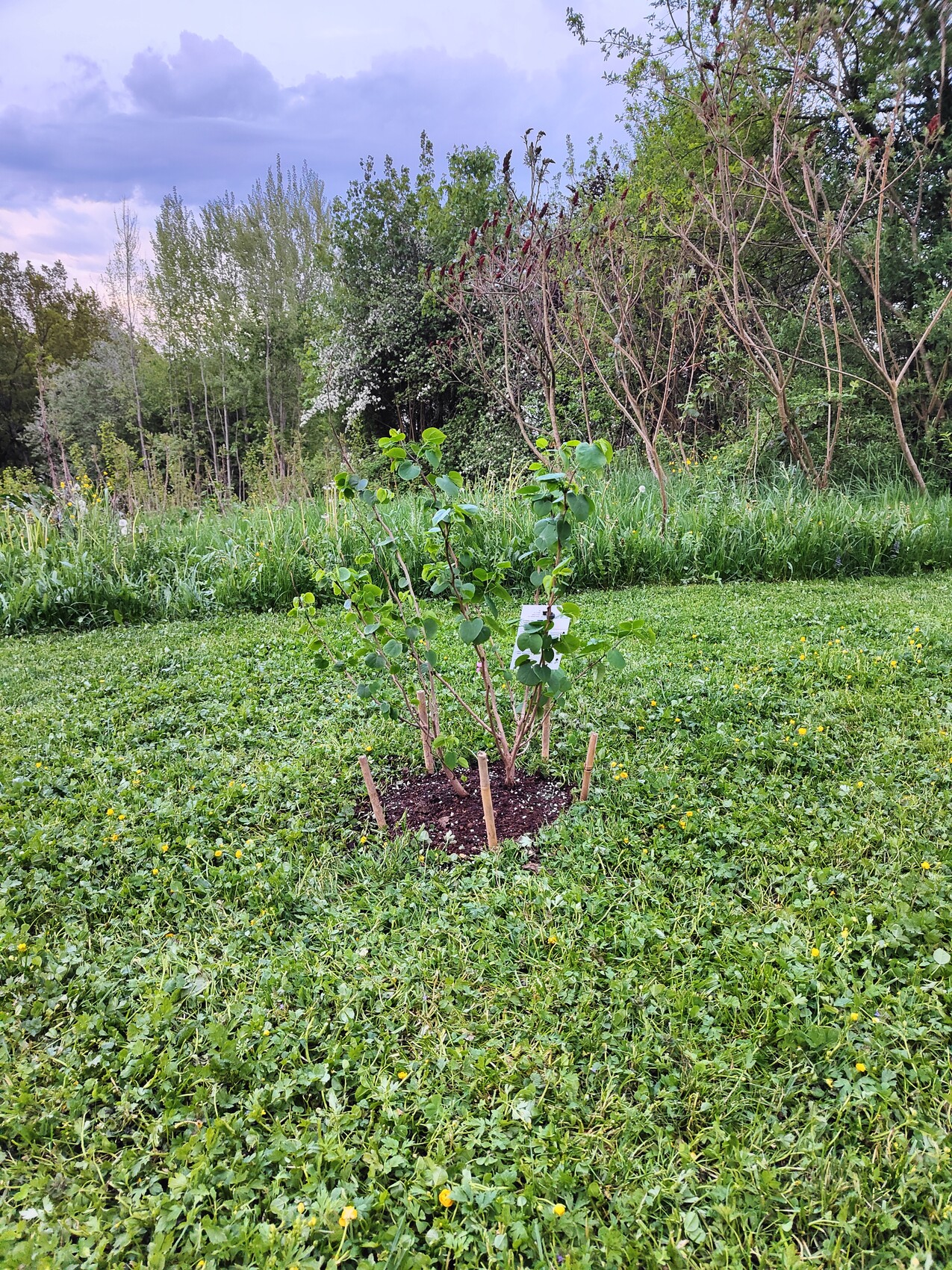 Kleiner Baum mit Stützen im Gras, Hintergrund Bäume und Wolken.