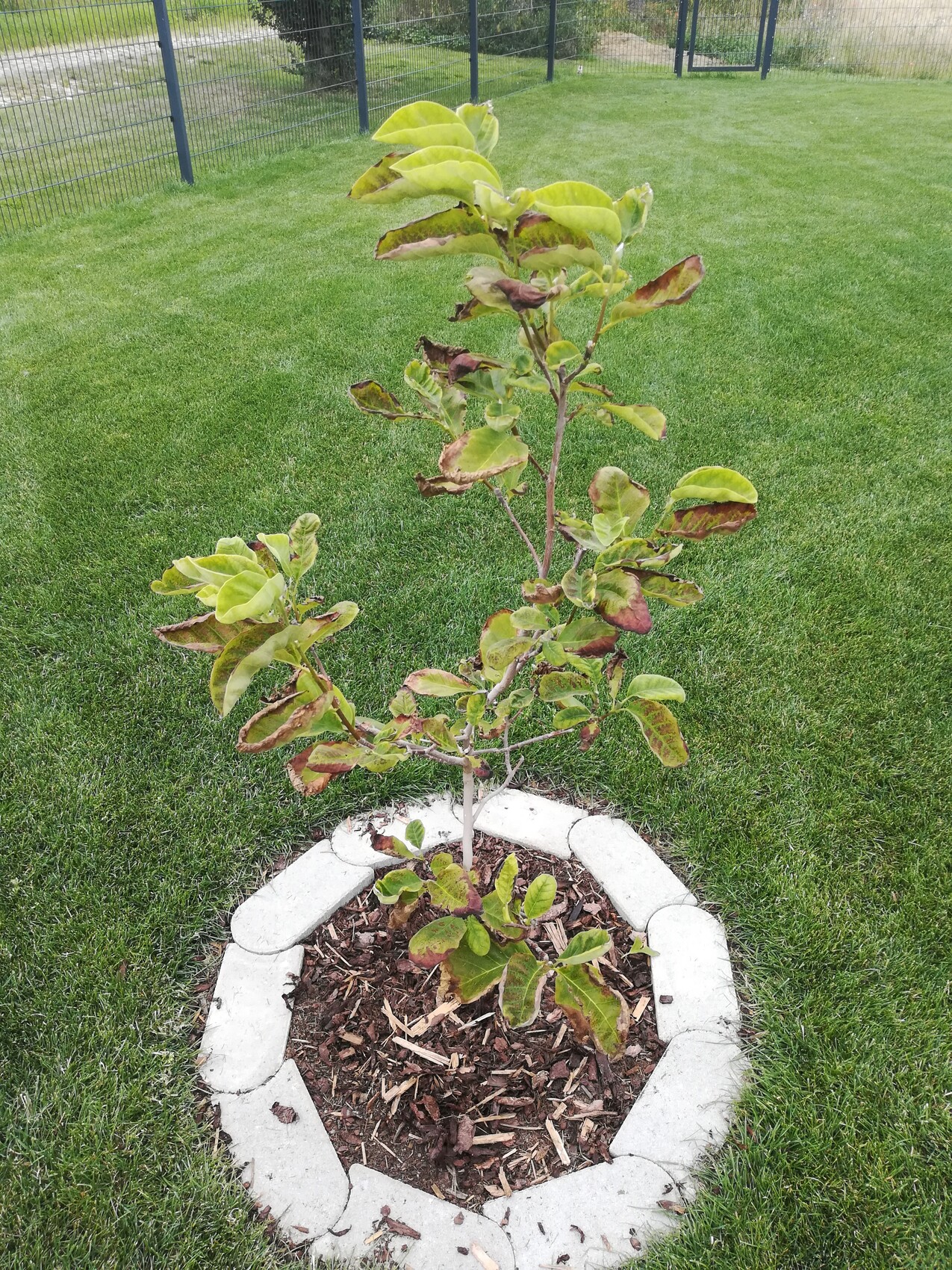 Junger Baum im runden Beet mit weißem Steinrand, Mulch und braun verfärbten Blättern.