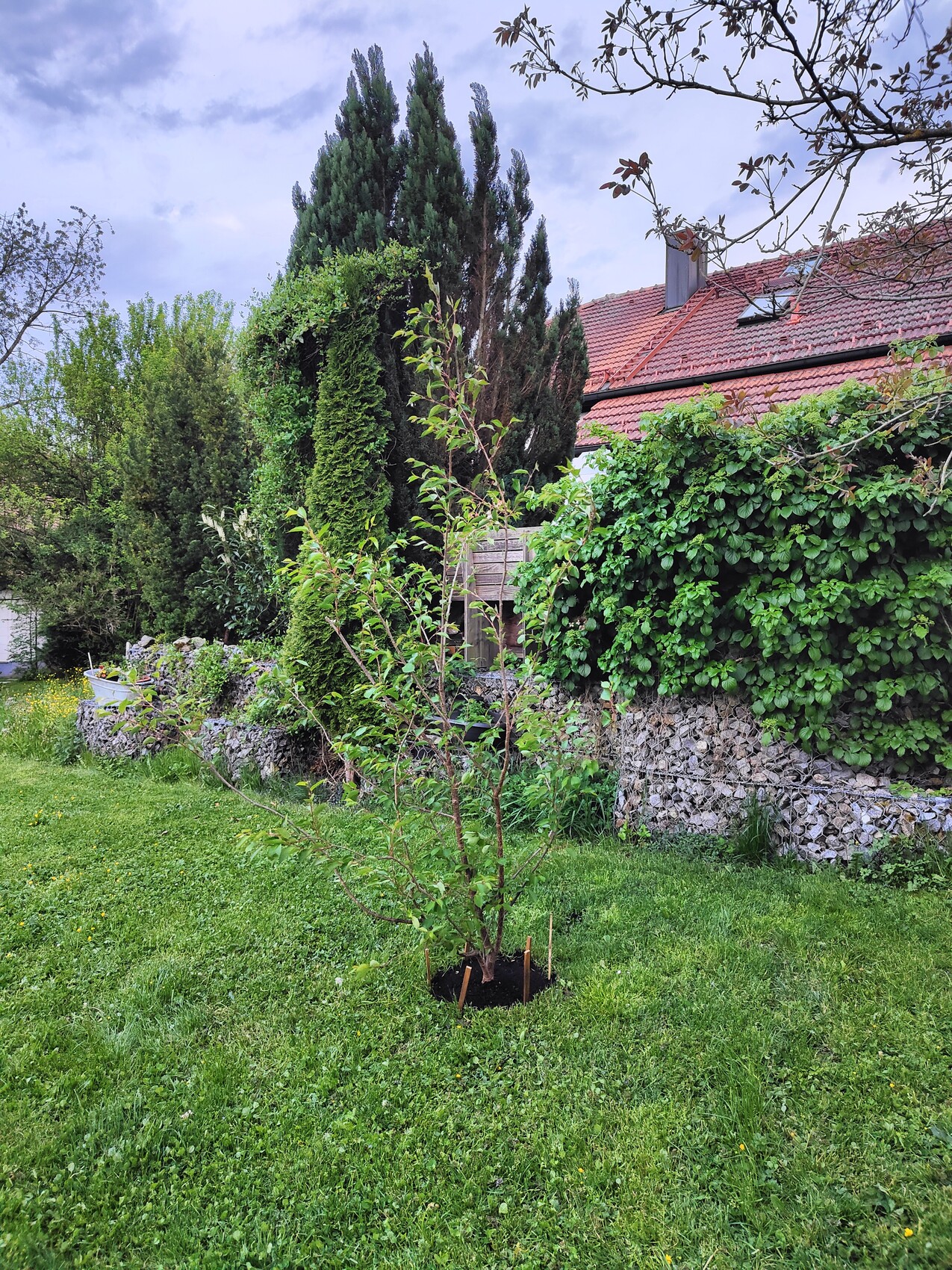 Junger Baum im Garten vor Steinmauer und Haus mit rotem Ziegeldach im Hintergrund.