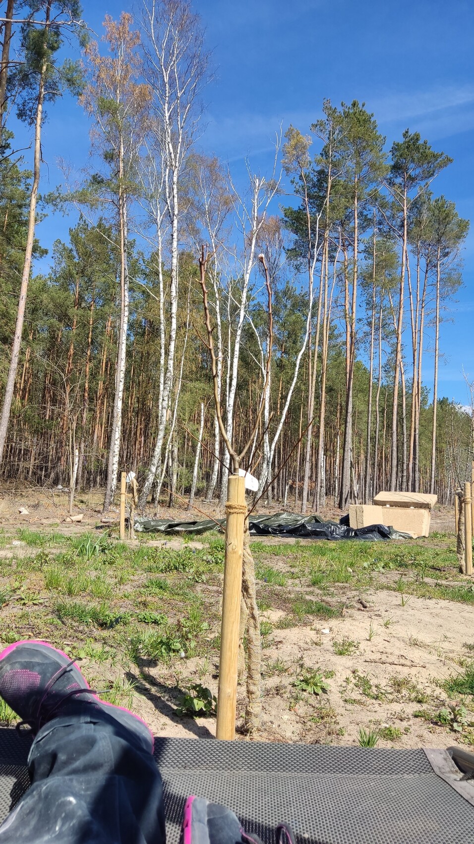 Junge Bäume an Pfosten befestigt, offene Fläche; Wald im Hintergrund, blauer Himmel.