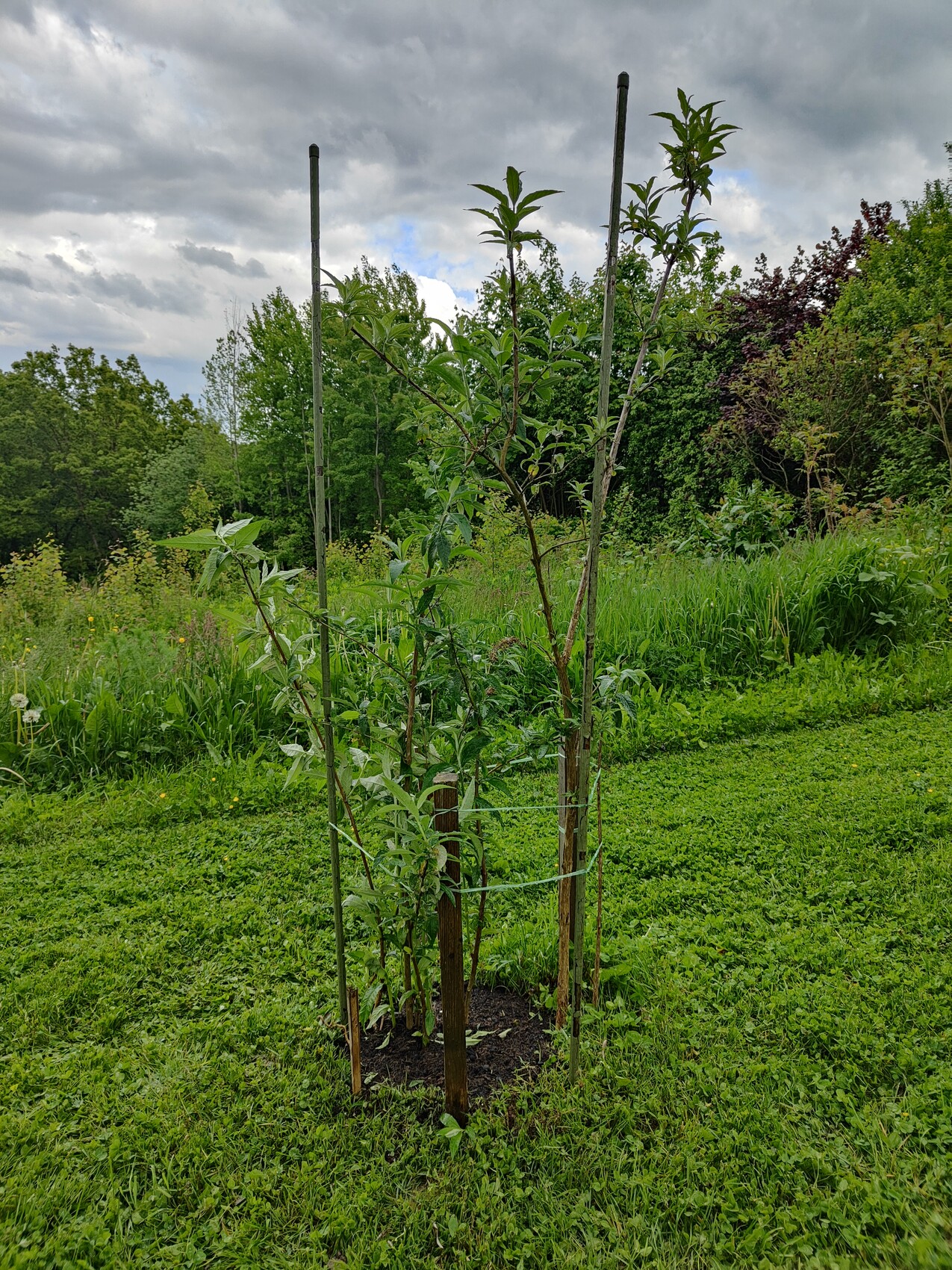 Junger Obstbaum mit drei Stützpfosten im Gras, bewölkter Himmel im Hintergrund