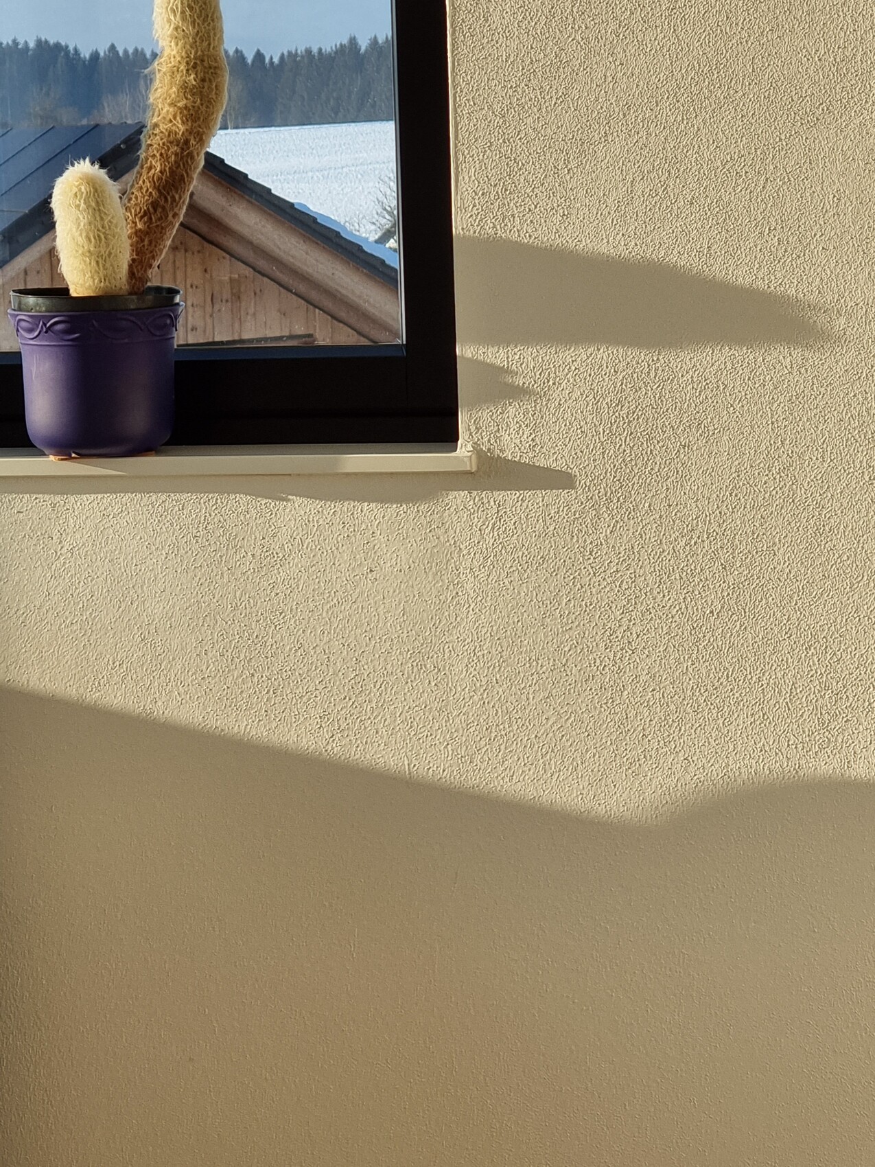 Zwei Kakteen im violetten Topf auf Fensterbank vor Wand, Winterlandschaft draußen sichtbar