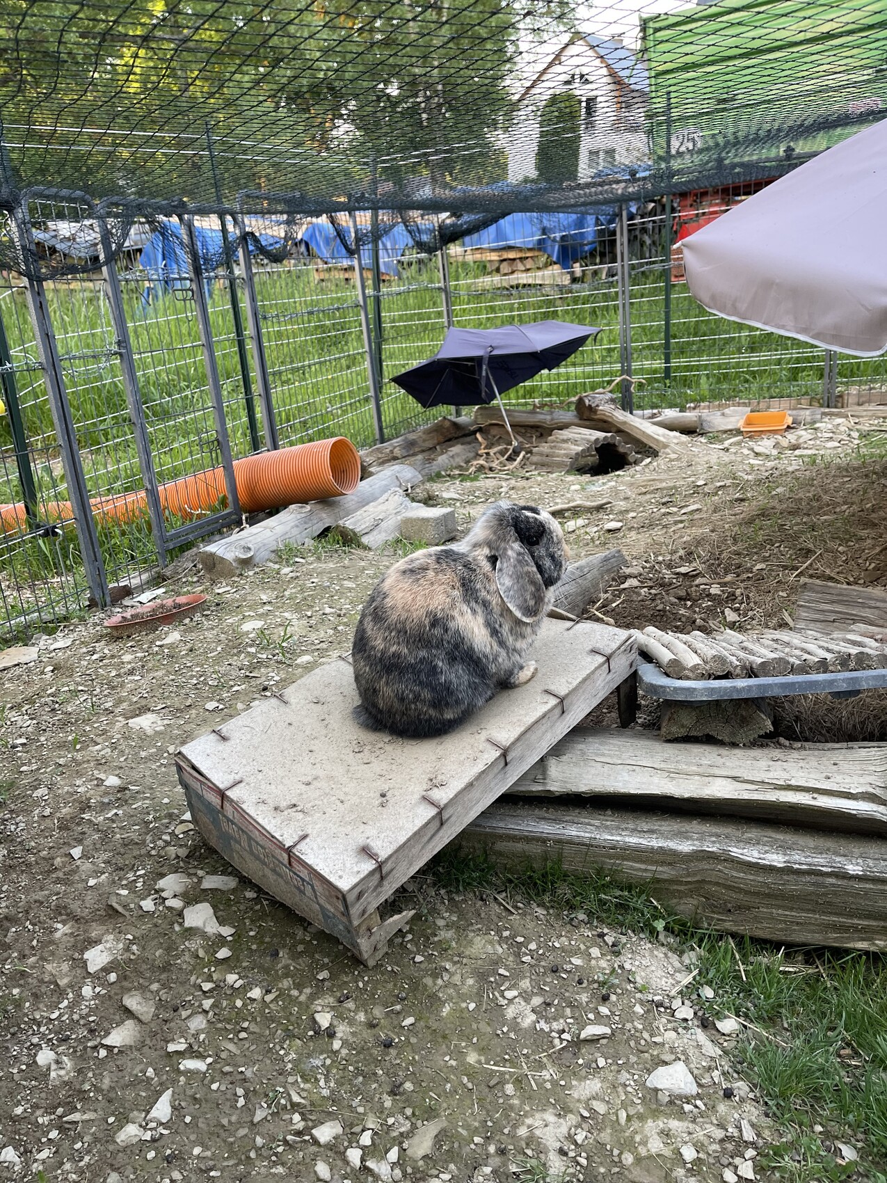 Kaninchen sitzt auf einer Holzrampe im Garten neben Zaun, Bauutensilien und einer Abdeckung