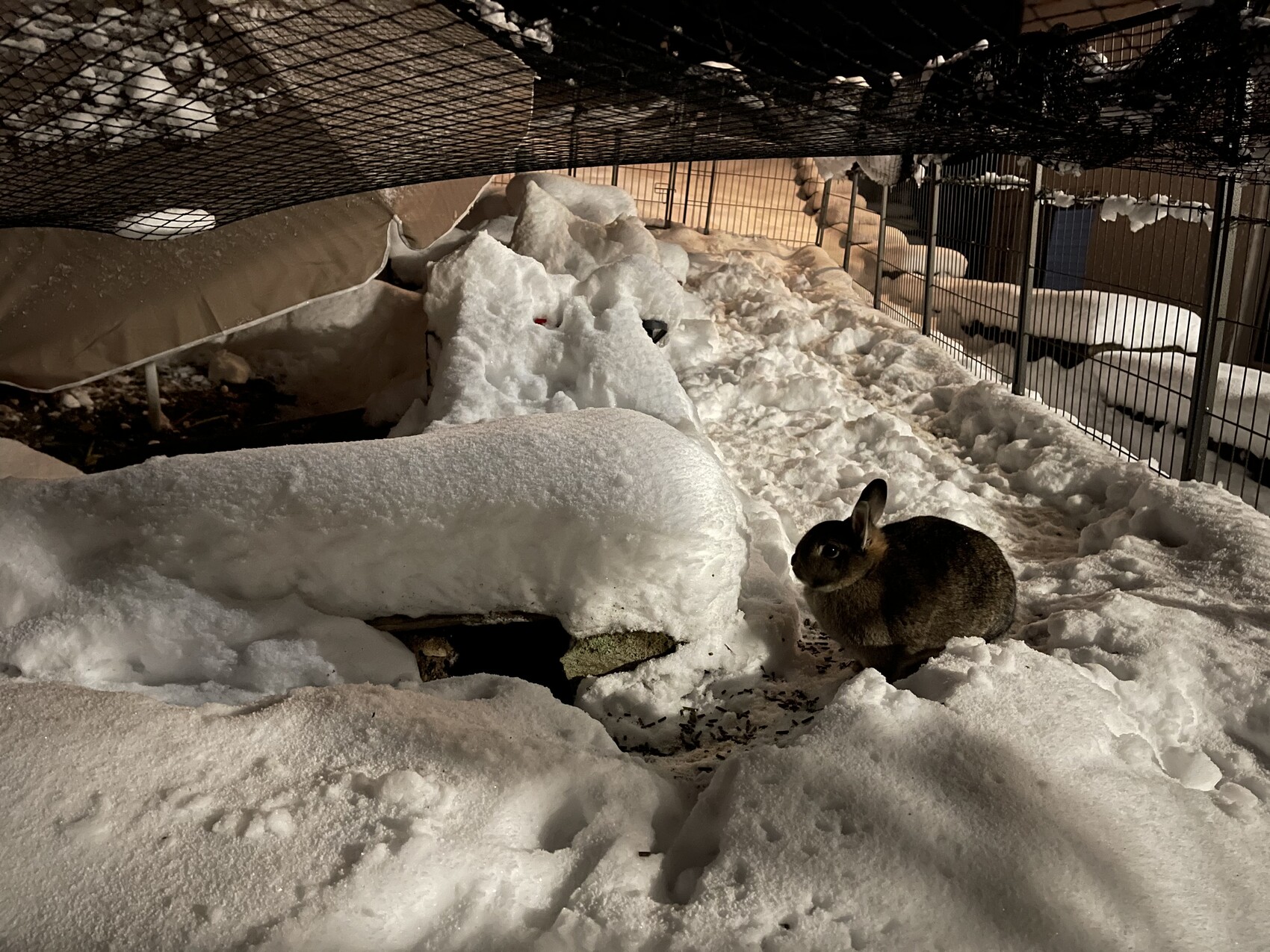 Braunes Kaninchen sitzt in einem schneebedeckten Gehege hinter einem Gitterzaun.