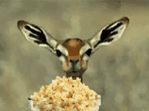 Ein Kaninchen schaut aufmerksam auf eine Schüssel Popcorn