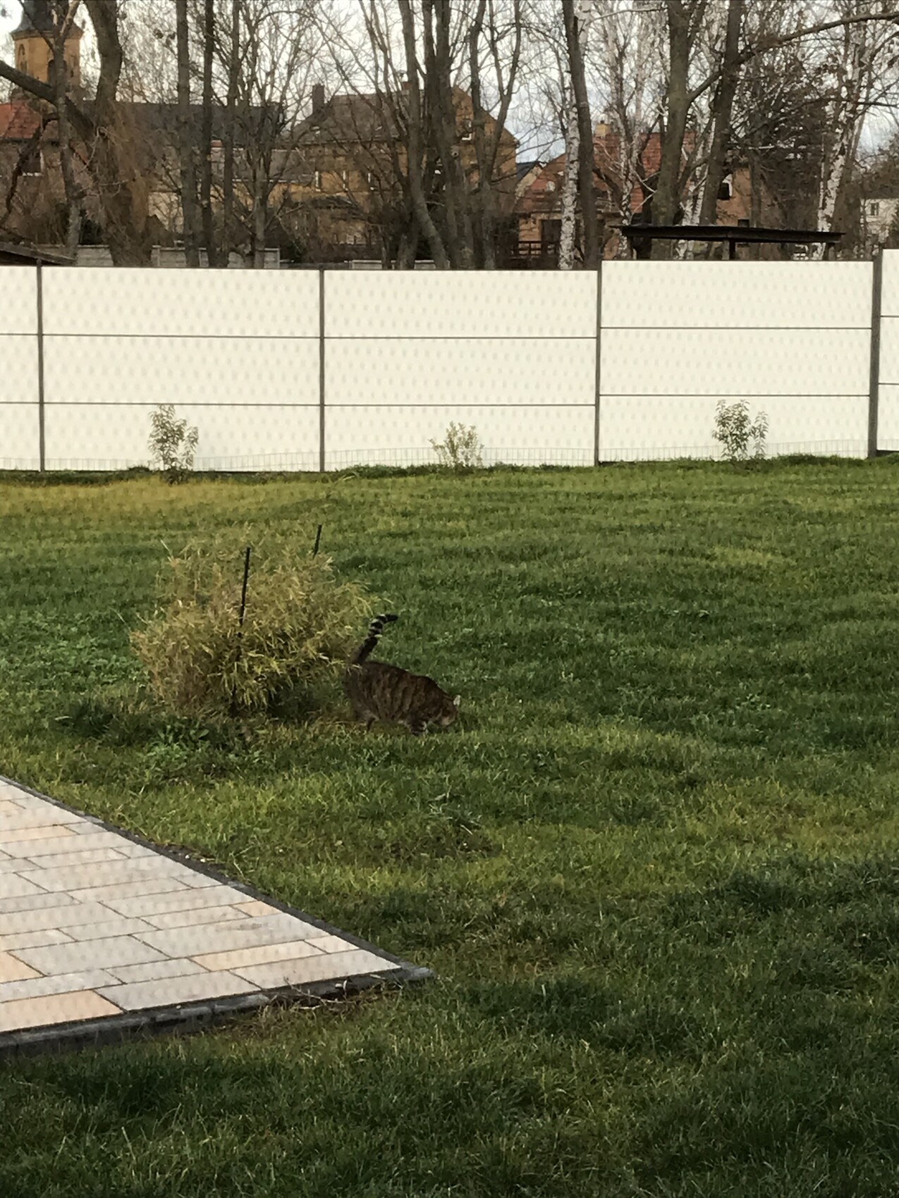 Braun gestreifte Katze sitzt im Gras neben Busch, weiße Zäune und Häuser im Hintergrund.