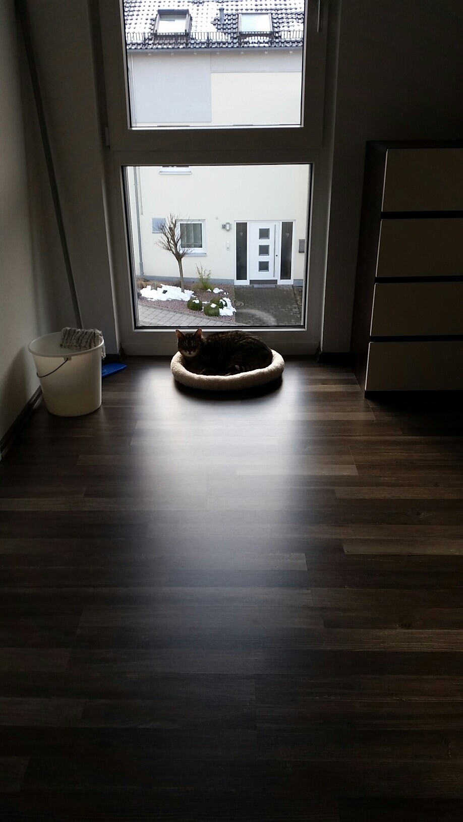 Katze liegt in einem Katzenbett im Wohnzimmer vor großem Fenster, draußen Häuser zu sehen.