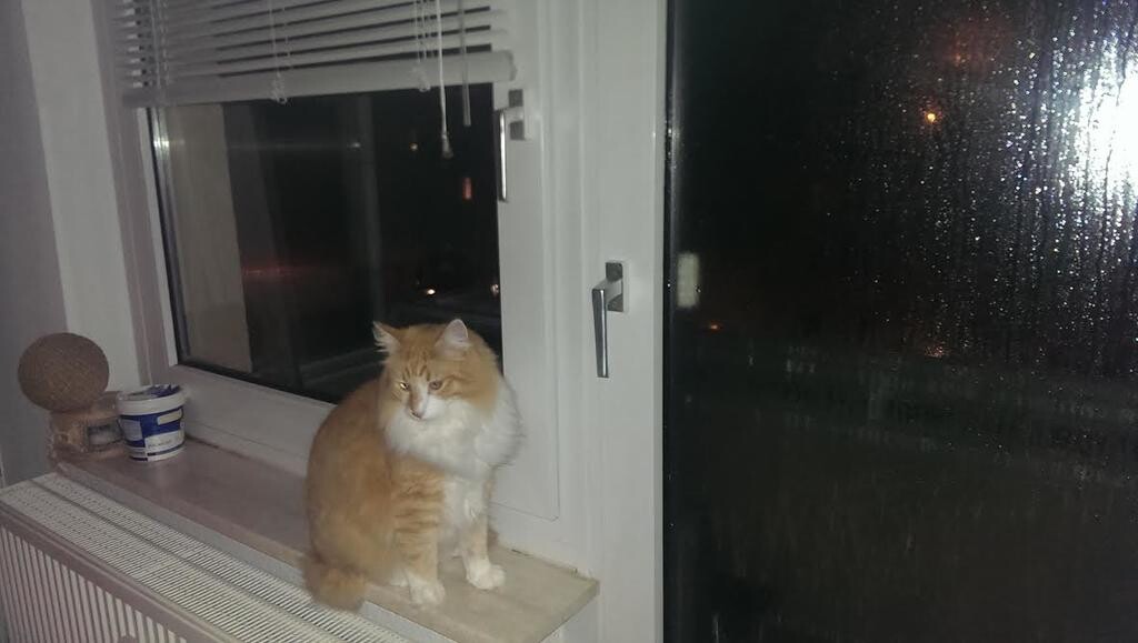 Orange-weiße Katze sitzt auf der Fensterbank vor einem regennassen Fenster im Innenraum.