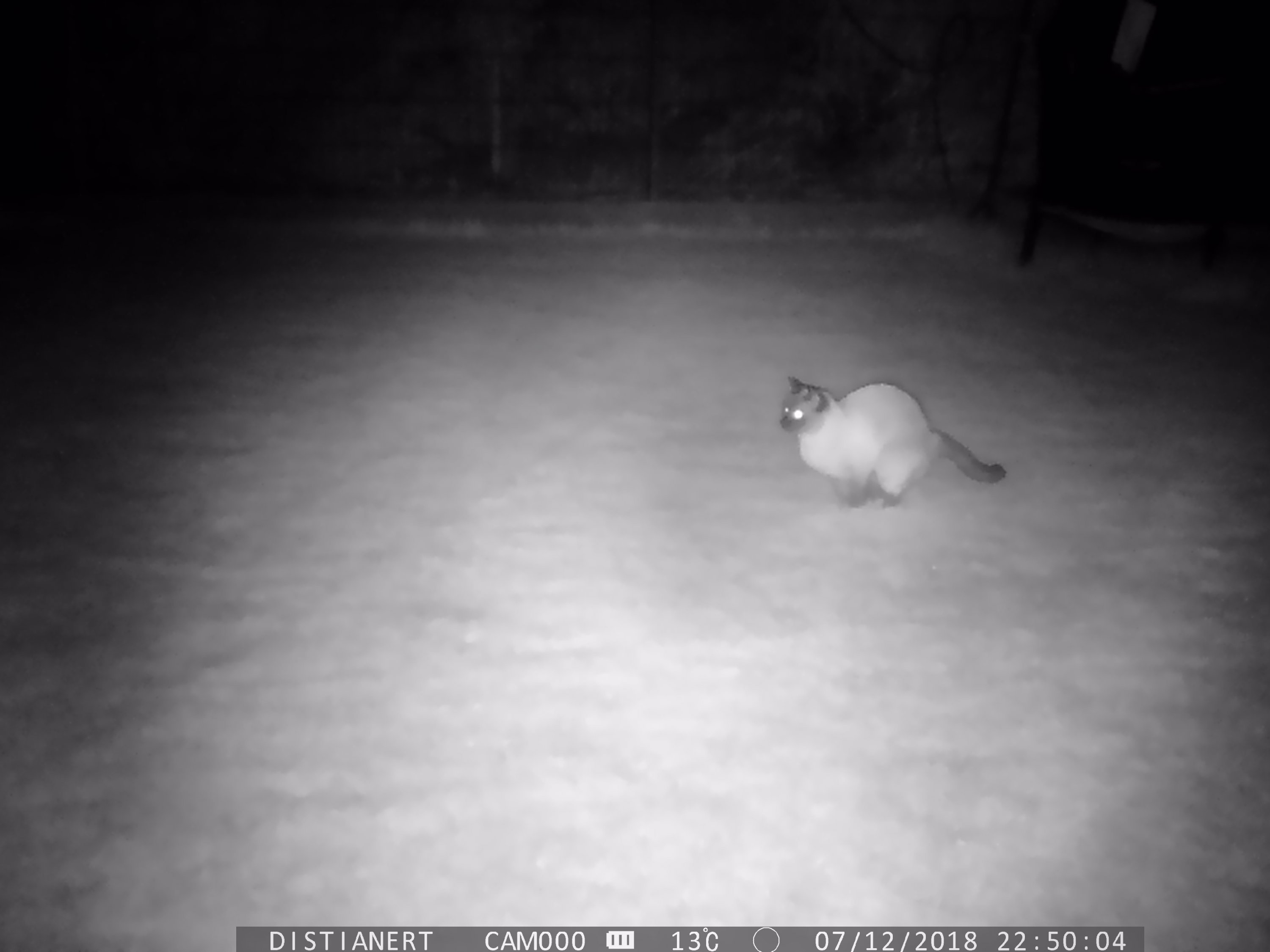 katzenkot-oder-wildtierlosung-achtung-haeufchenbild-271387-1.JPG