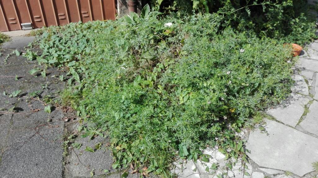 keine-ahnung-von-gartenarbeit-223043-1.jpg
