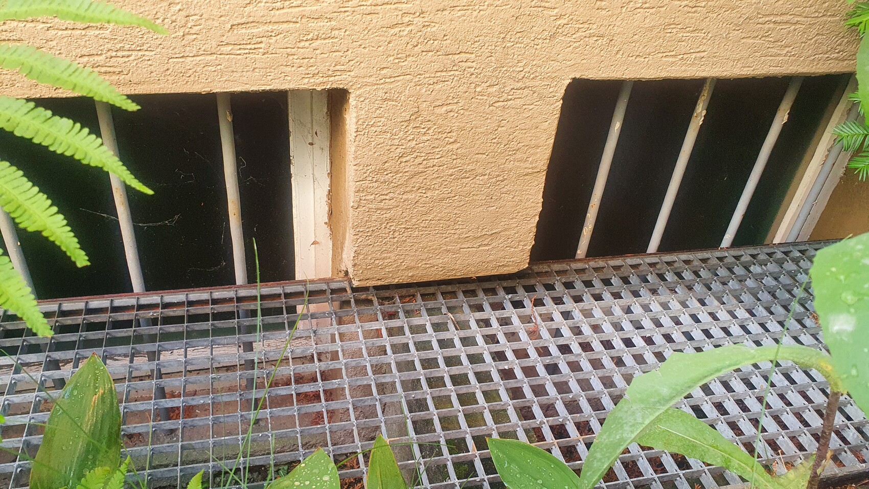 Außenwand mit zwei Kellerfenstern mit Gittern; Stahlgitterrost davor; umliegende Pflanzen.
