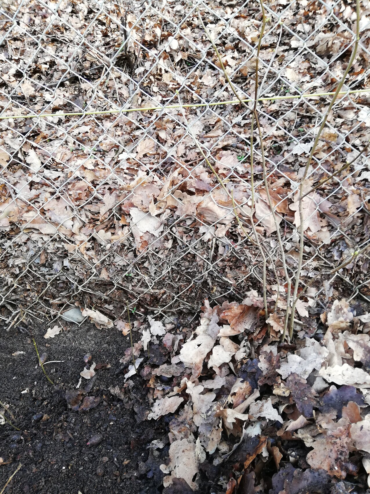 Kettenzaun im Garten mit Herbstlaub auf dem Boden