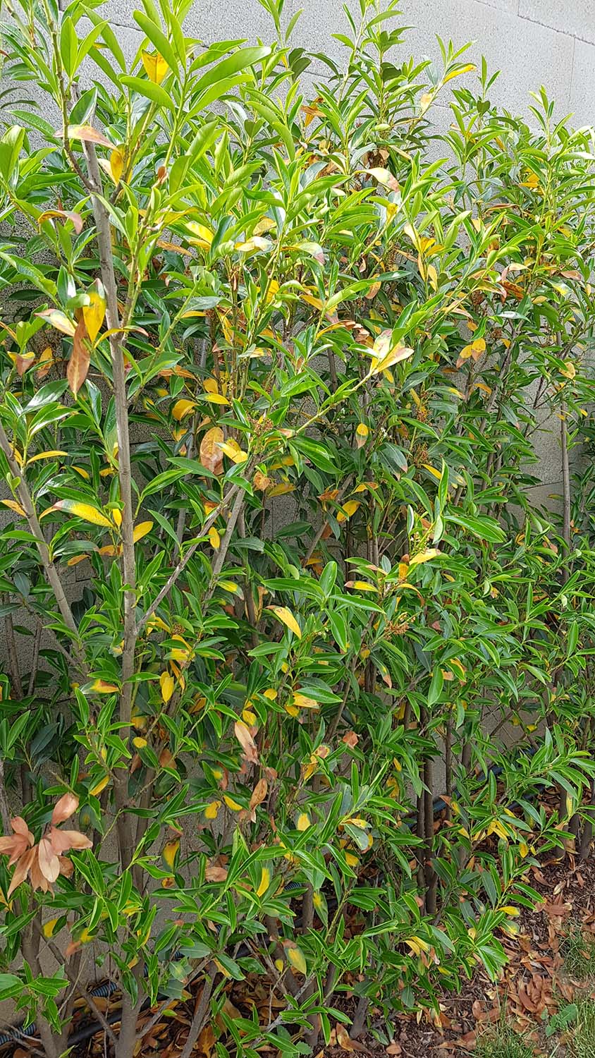 kirschlorbeer-caucasica-jedes-jahr-gelbe-blaetter-259485-2.jpg