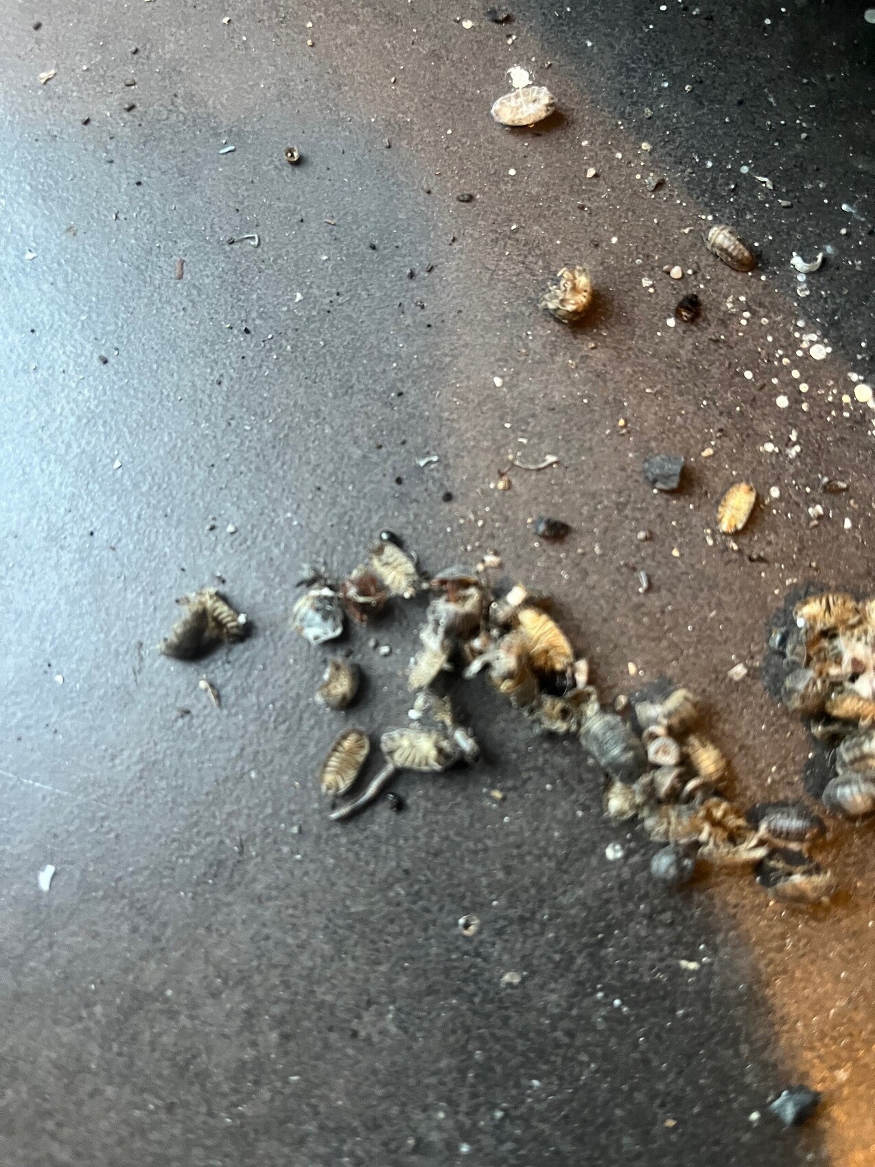 Viele kleine braune Exoskelette winziger Käfer/Isopoden auf einer dunklen Oberfläche verstreut.