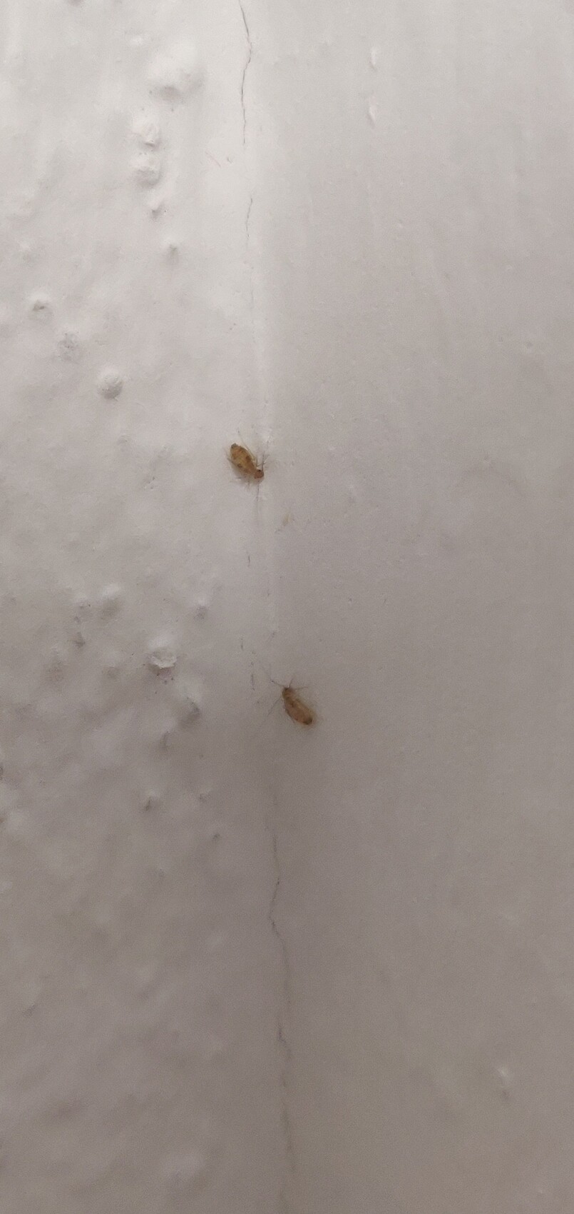 Zwei kleine braune Insekten an einer hellgrauen Wand mit feiner Risslinie.