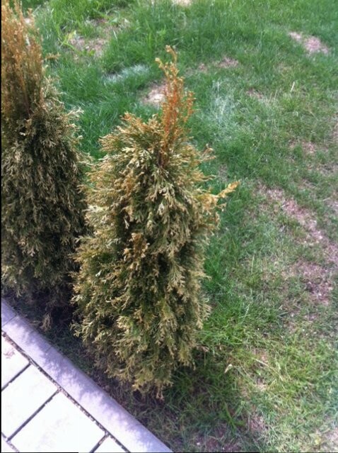 Zwei grüne konische Koniferen-Sträucher neben einem Gehweg im Garten.