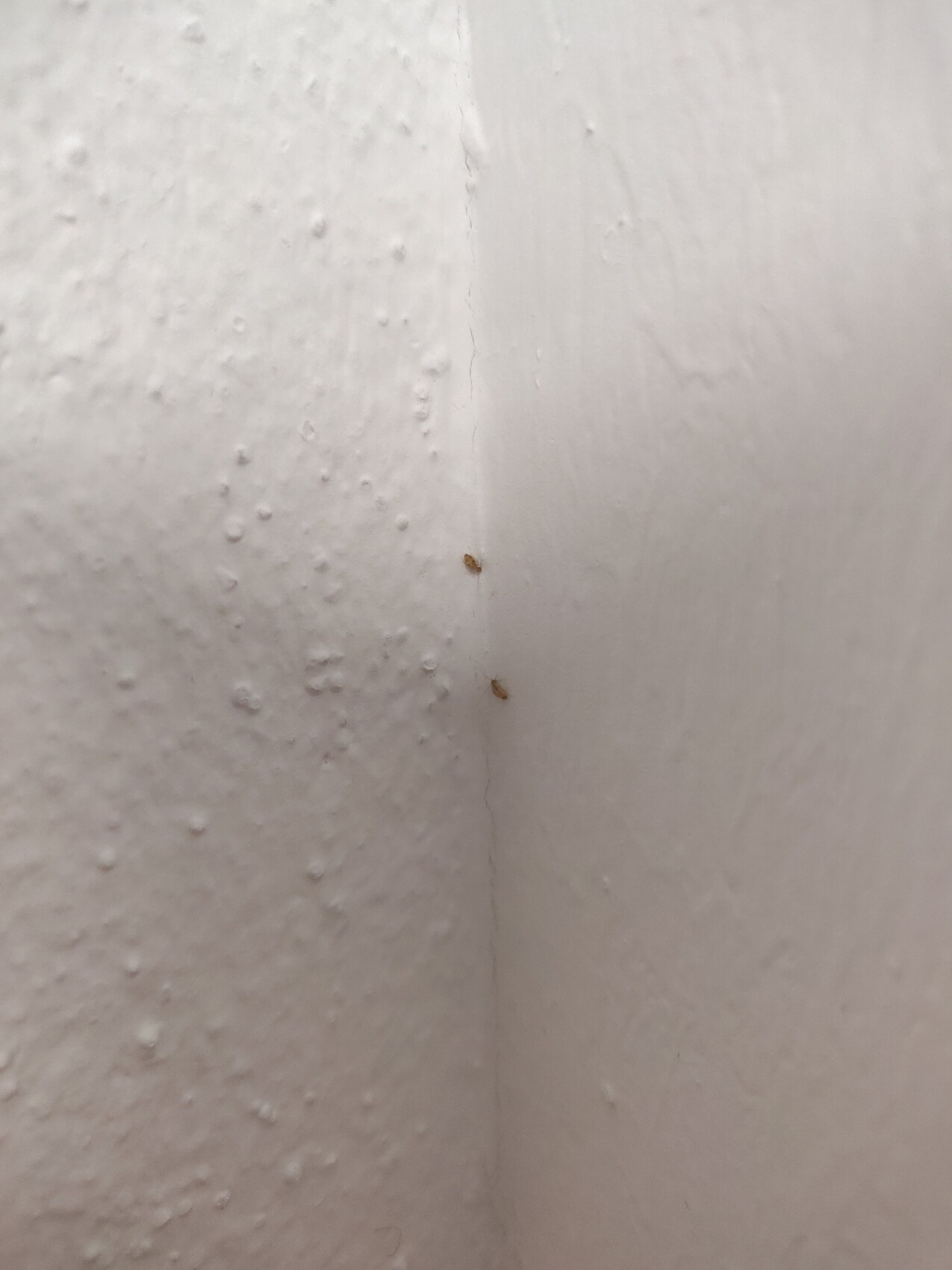 Weiße Wandenecke mit rauer Struktur; drei kleine braune Insekten an der Fuge.