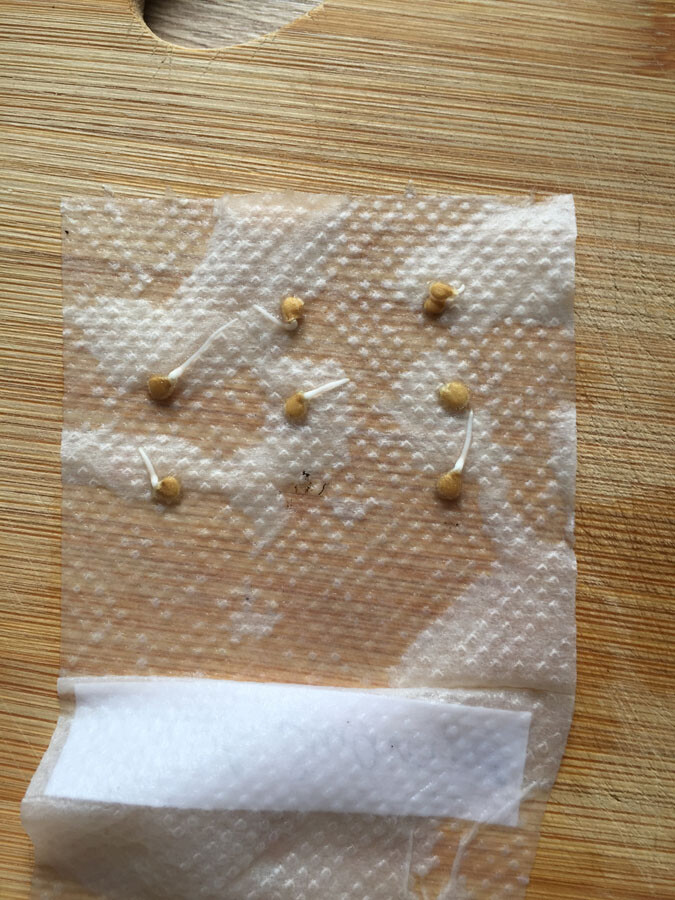 Kleine gelbe Kugeln mit Fäden auf Papiertuch auf Holzuntergrund