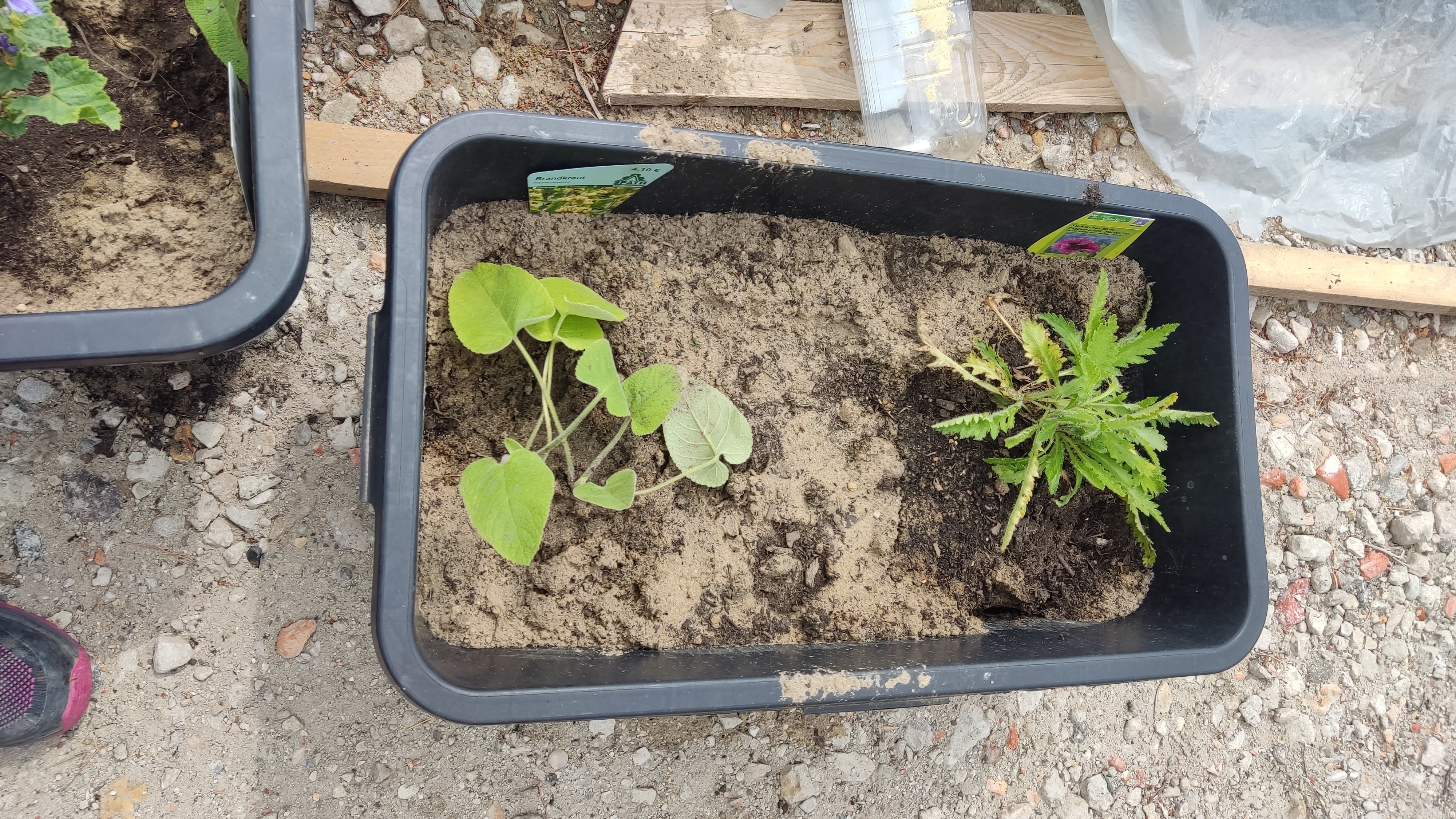 kleine-pflanzen-im-gartenbeet-und-blumenkasten.jpg