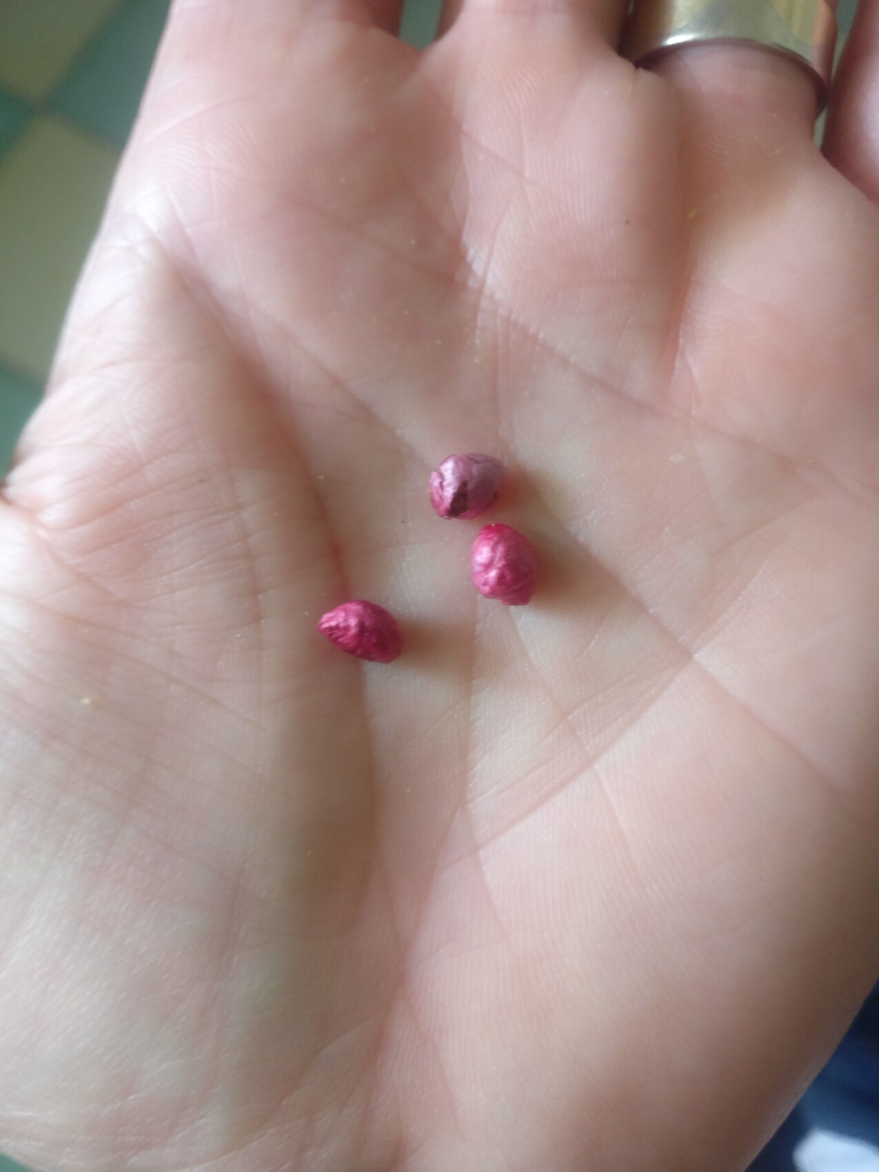 Nahaufnahme einer Handfläche mit drei kleinen pinken Samen