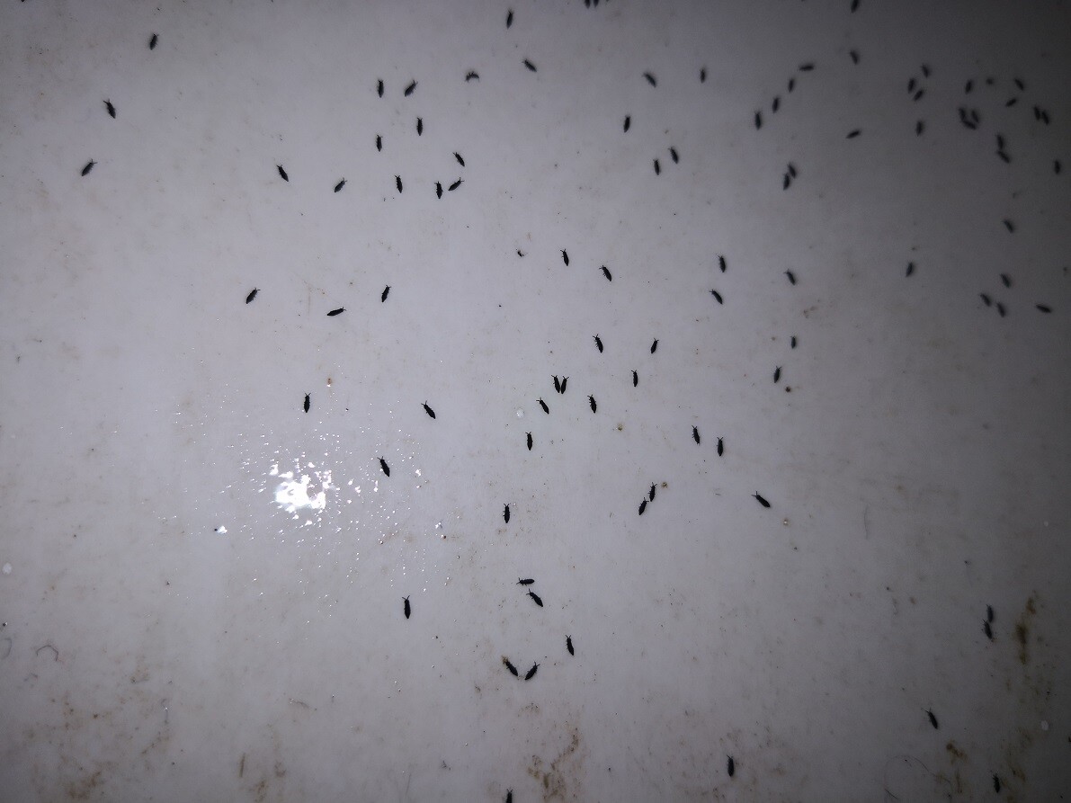Viele kleine schwarze, mandelförmige Punkte verteilen sich auf einer weißen, verschmutzten Fläche.