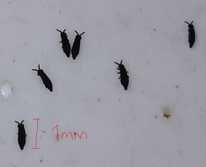 Kleine schwarze Insekten ca. 1 mm lang auf weißer Oberfläche, flach oval mit Antennen.