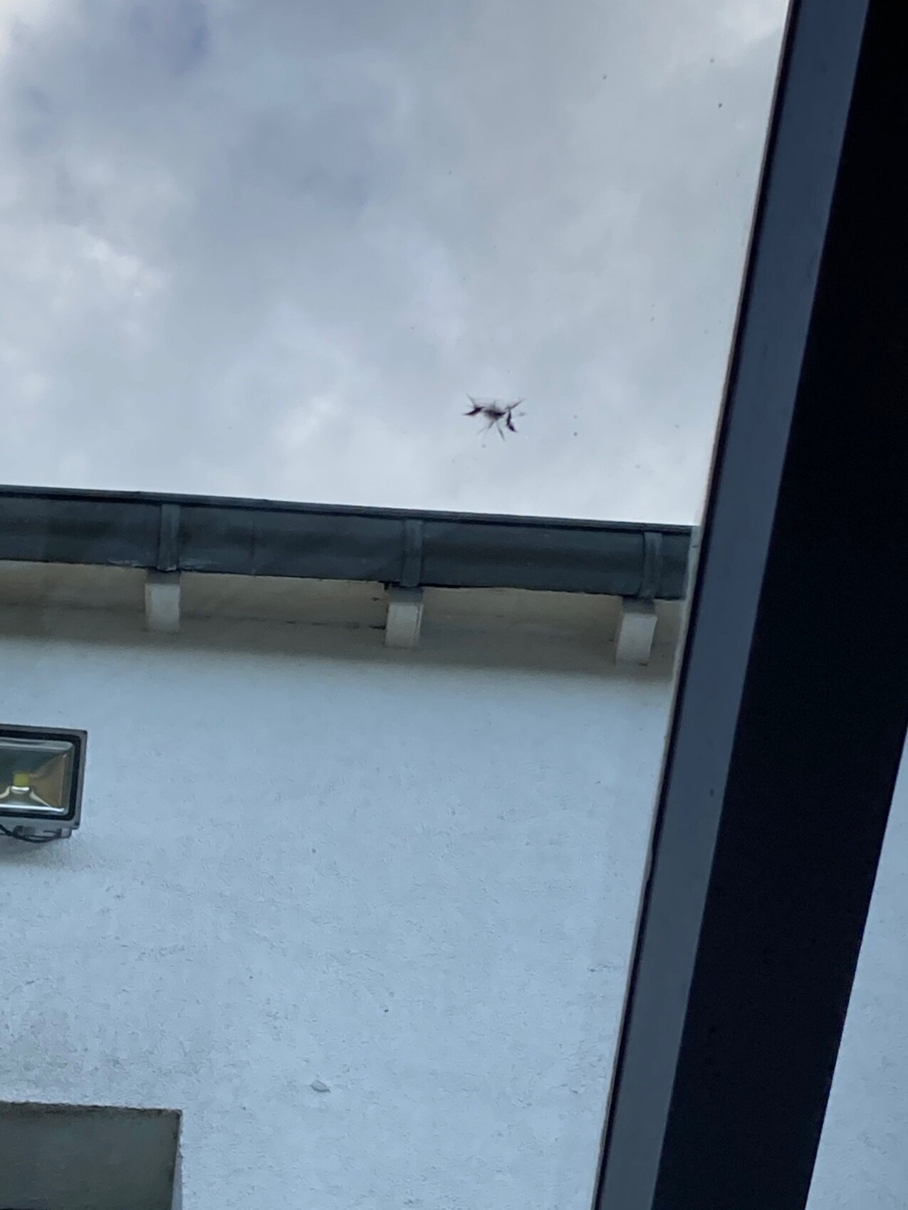 Kleine Spinne mit acht Beinen sitzt auf der Fensterscheibe vor grauen Wolkenhimmel.