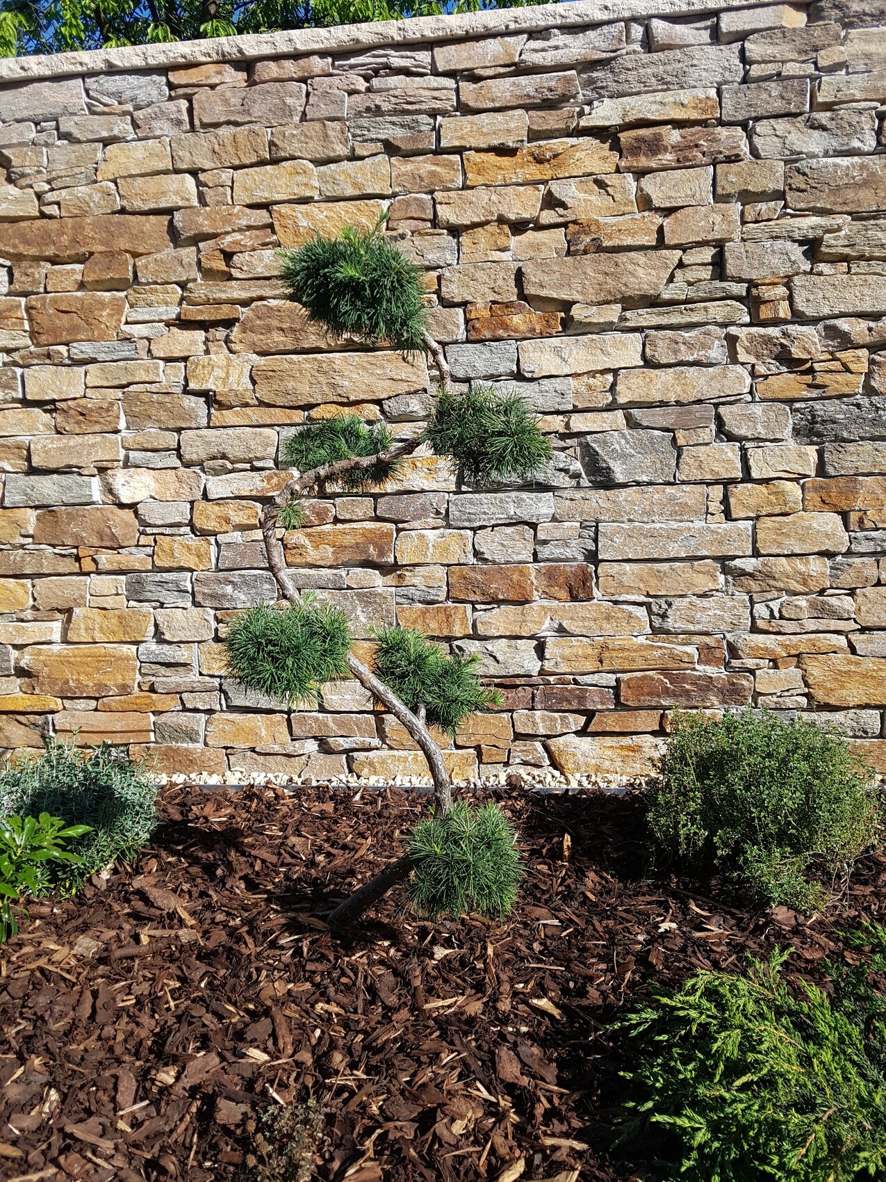 Kunstvoll geformter Bonsai vor einer Natursteinwand, Mulchboden und grüne Sträucher.