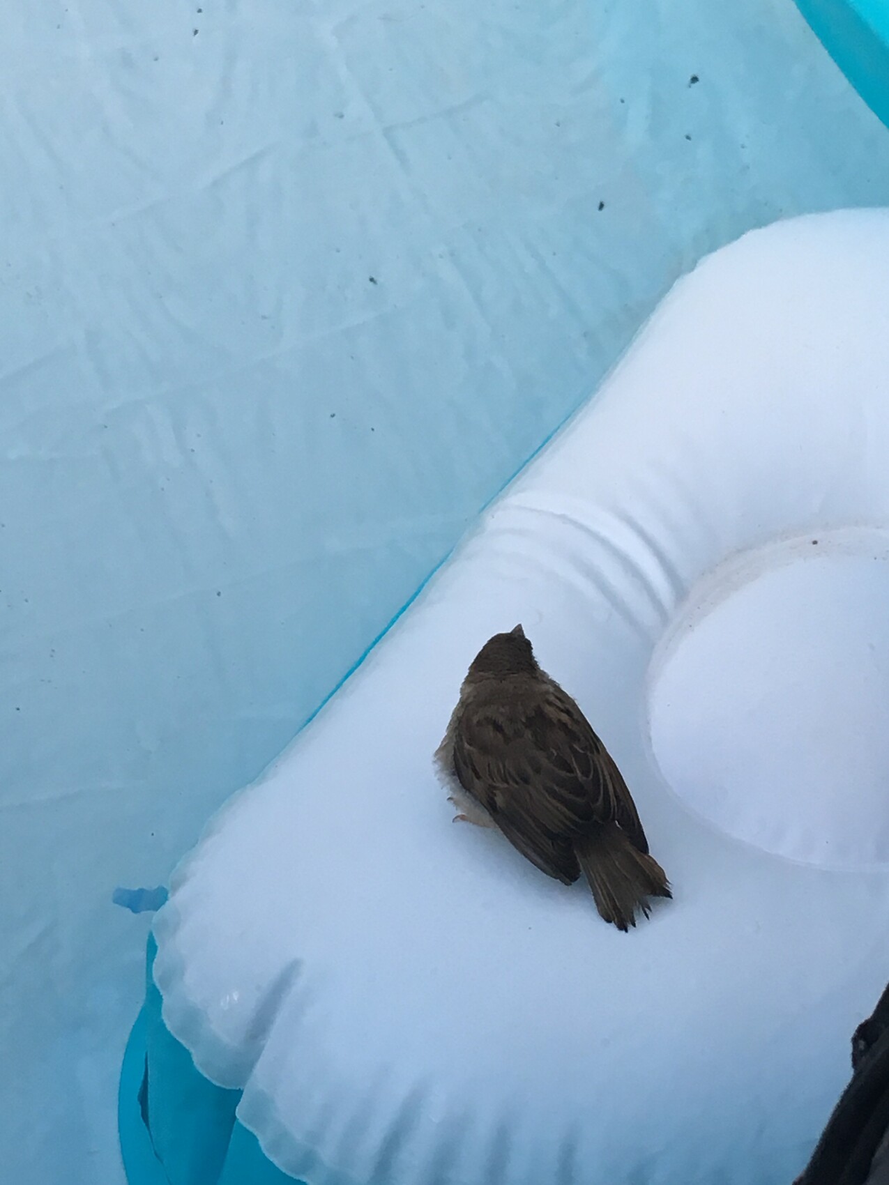 Kleiner brauner Vogel sitzt auf weißem Kissen neben blauem Pool