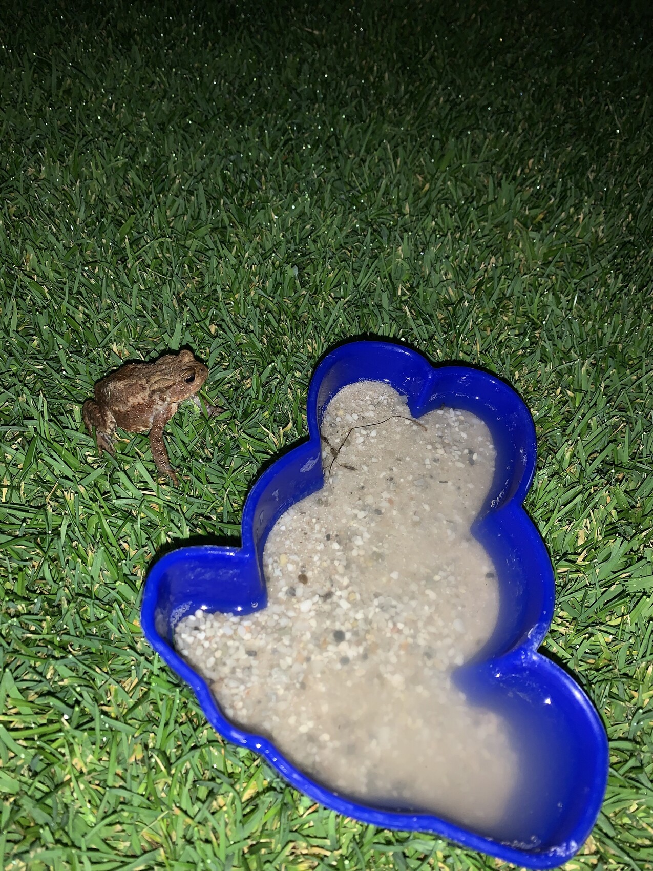 Kleine braune Kröte neben einem blauen herzförmigen Gefäß mit Sand auf Gras bei Nacht.