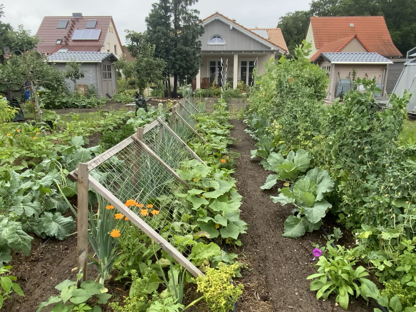 Garten mit Gemüsebeeten, einem Pfad dazwischen, Zäunen und Häusern im Hintergrund.