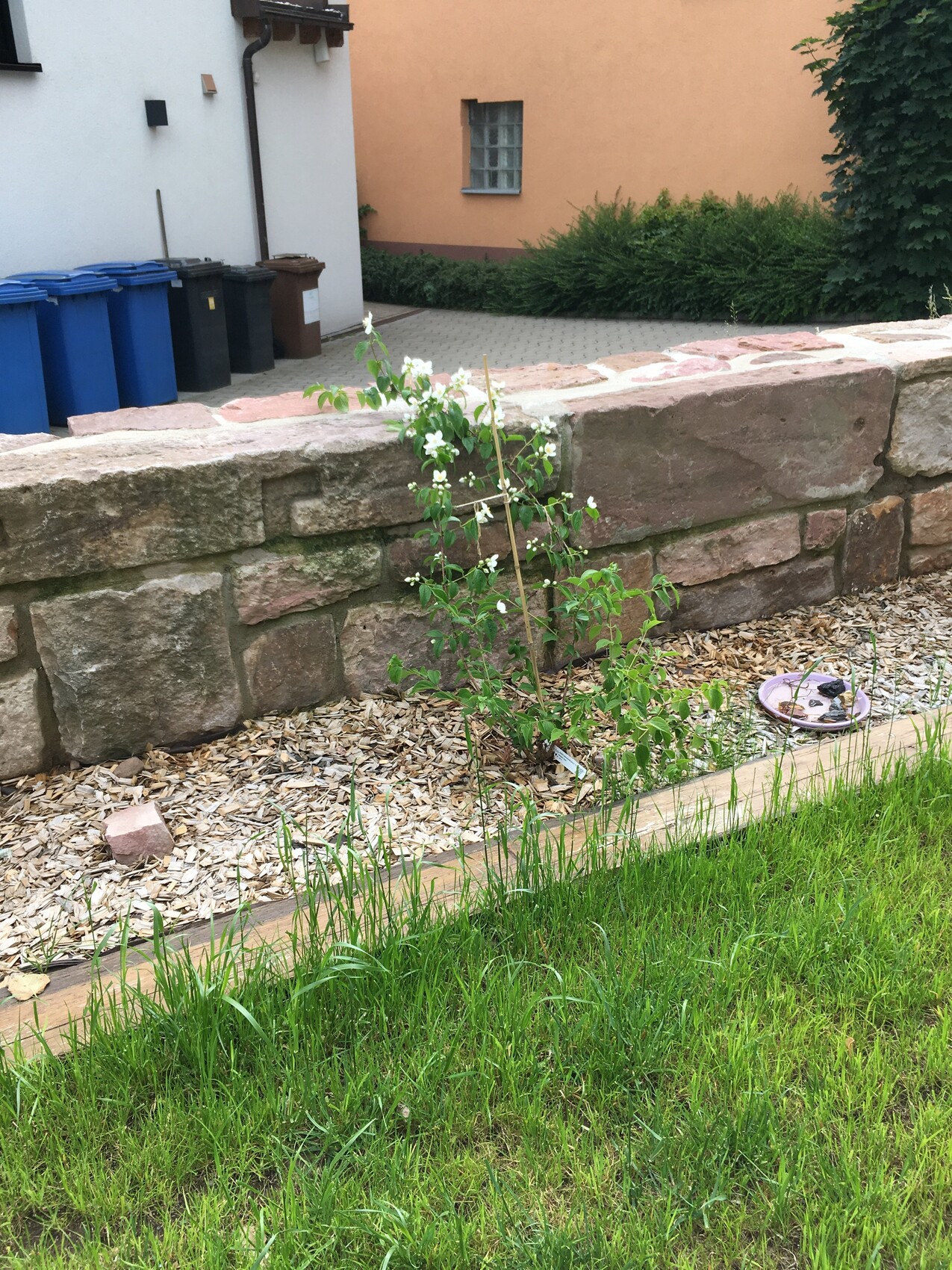 Kleiner Garten mit Steinmauer, weiß blühendem Strauch, Mulch und Gras, blaue Mülltonnen.