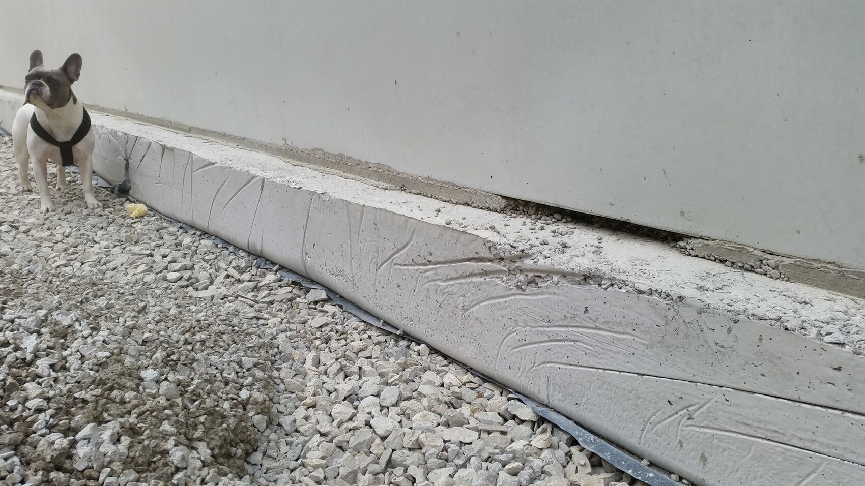 Kleiner Hund steht am Rohbau-Fundament neben Betonwand auf Kiesboden.