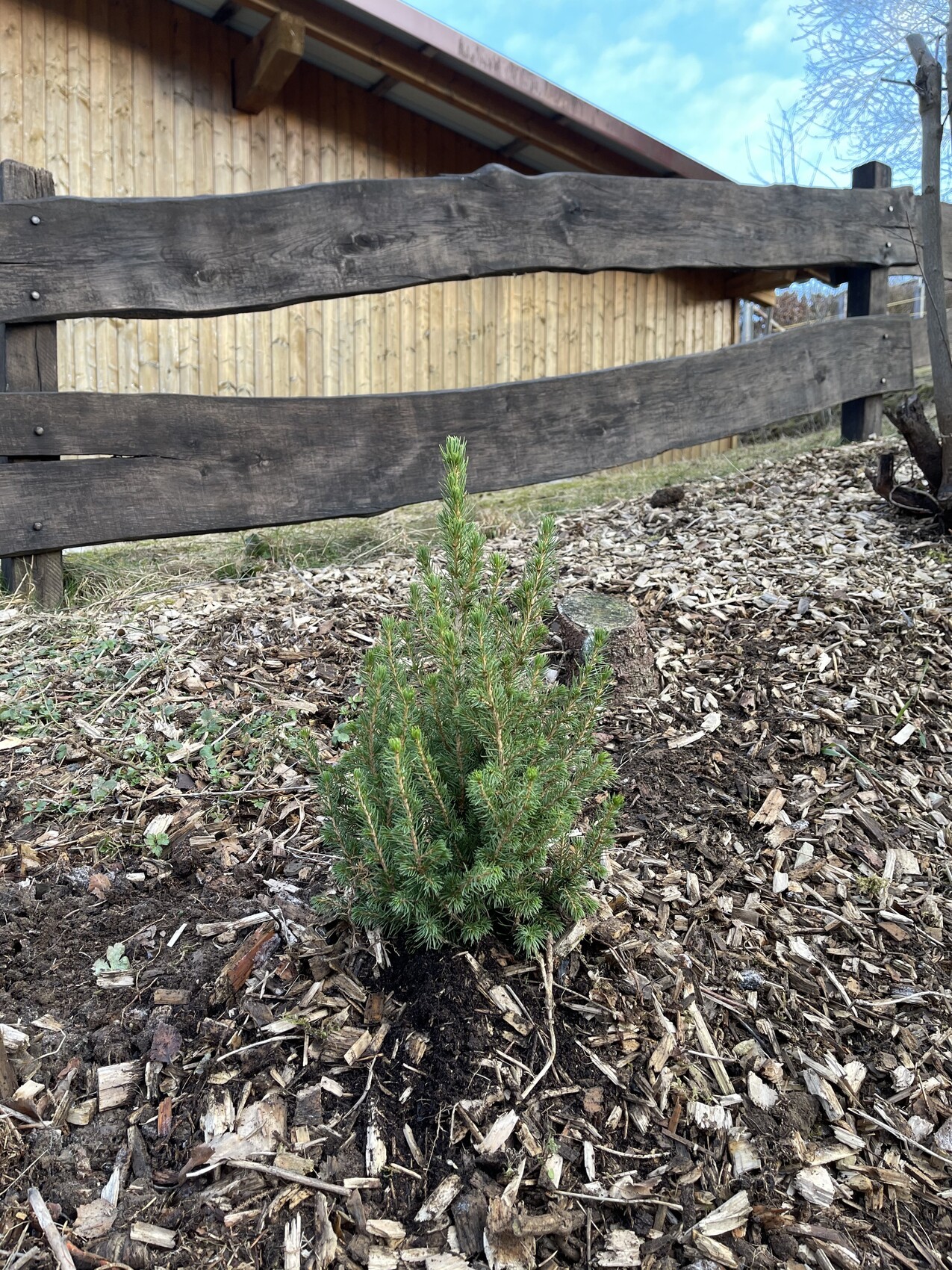 Kleiner Koniferen-Setzling im Mulch, vor einem Holzzaun im Garten.