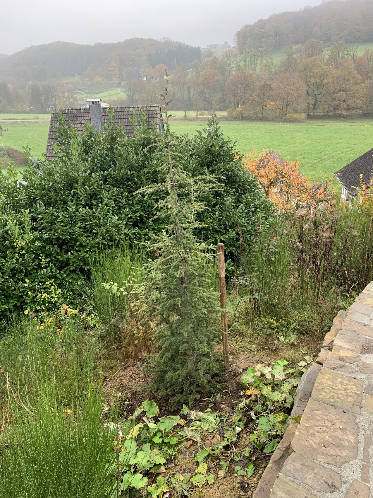 Kleiner Nadelbaum im Vorgarten mit Stützholz, rechts ein Steinweg, Felder im Hintergrund.