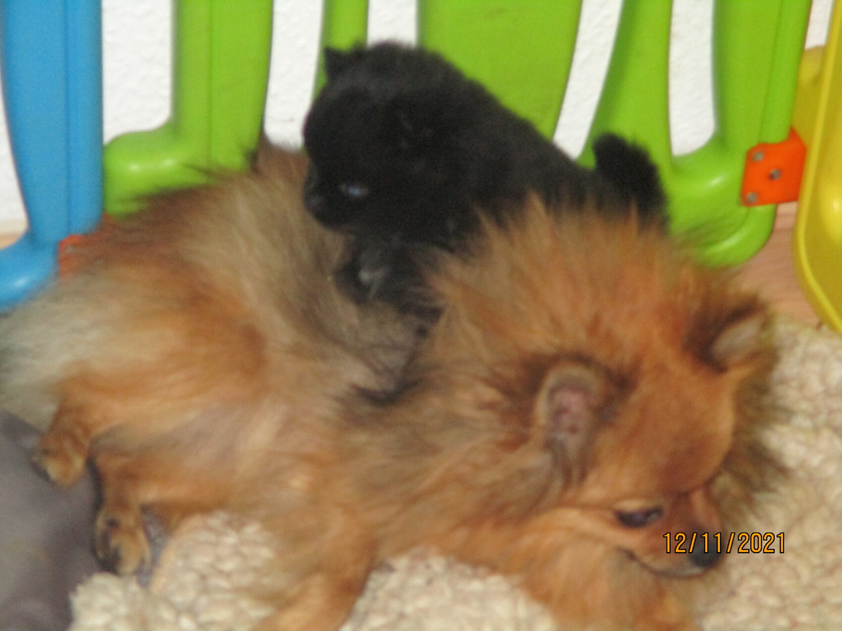 Kleiner Pomeranian liegt auf Decke; schwarzes Tier sitzt auf seinem Rücken, bunte Stühle dahinter