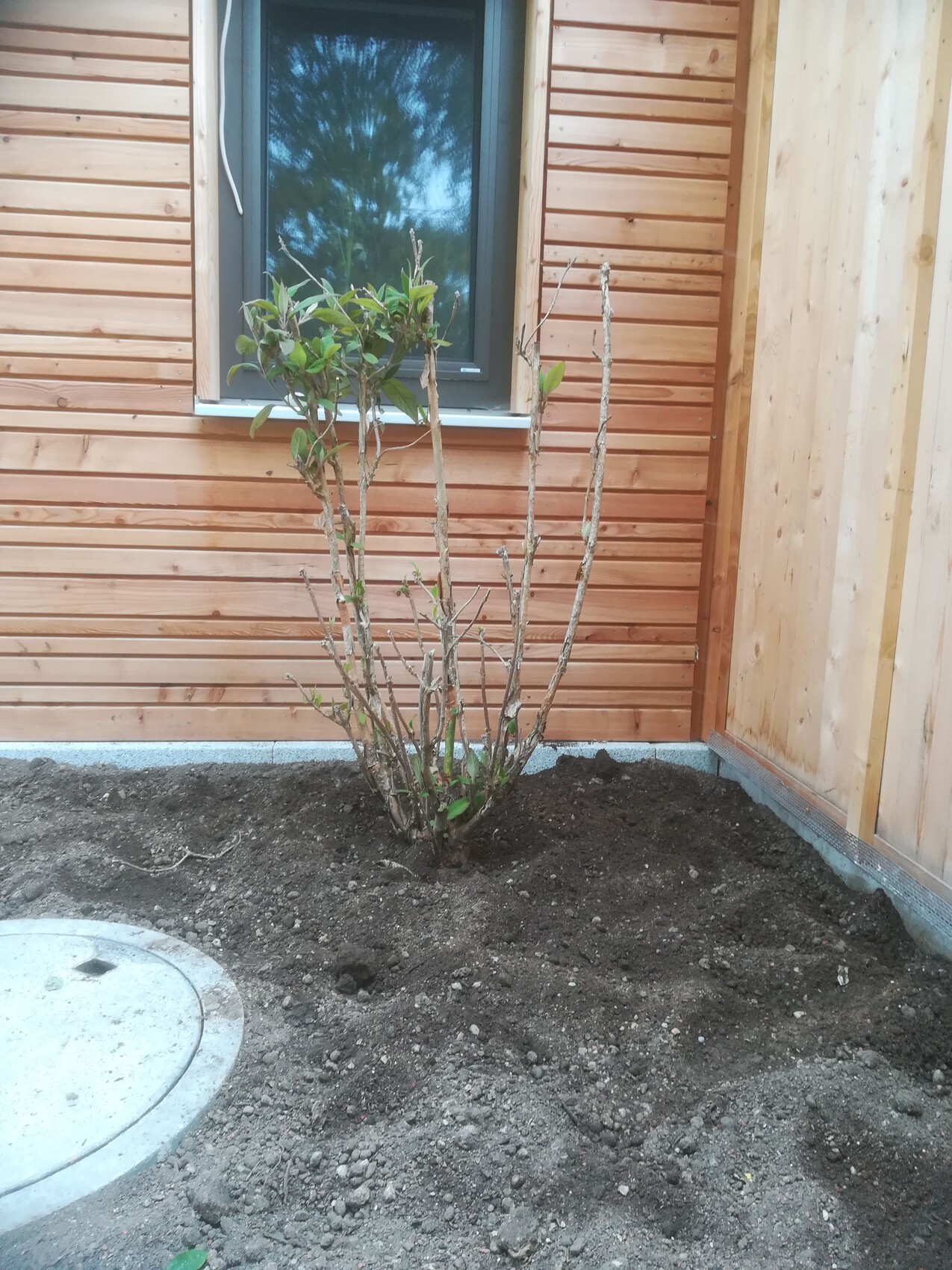 Kleiner Strauch mit mehreren aufrechten Stämmen vor Holzwand eines Hauses, Erde drumherum.