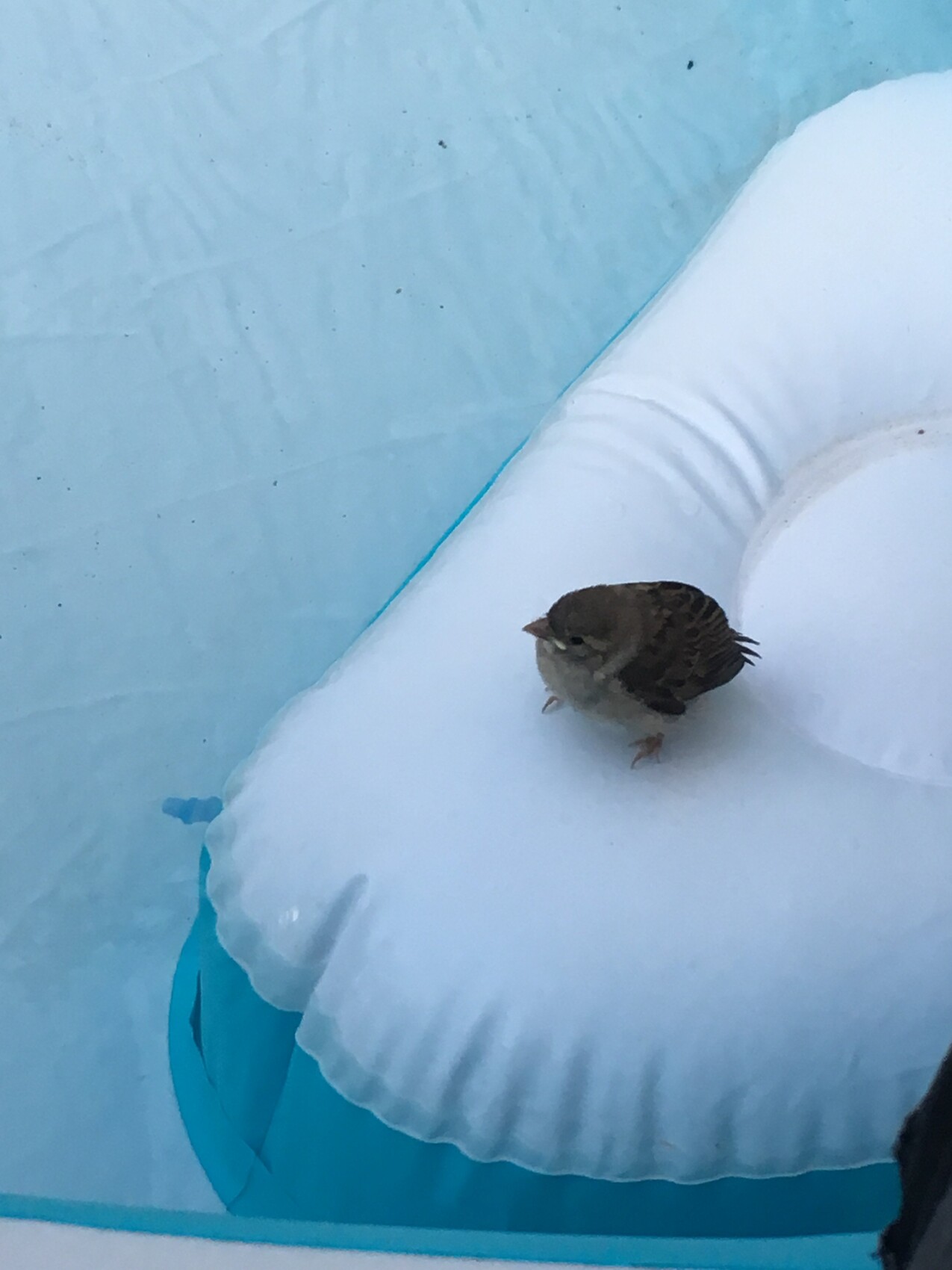 Kleiner braun-weißer Vogel sitzt auf Schnee neben blauem aufblasbarem Pool.
