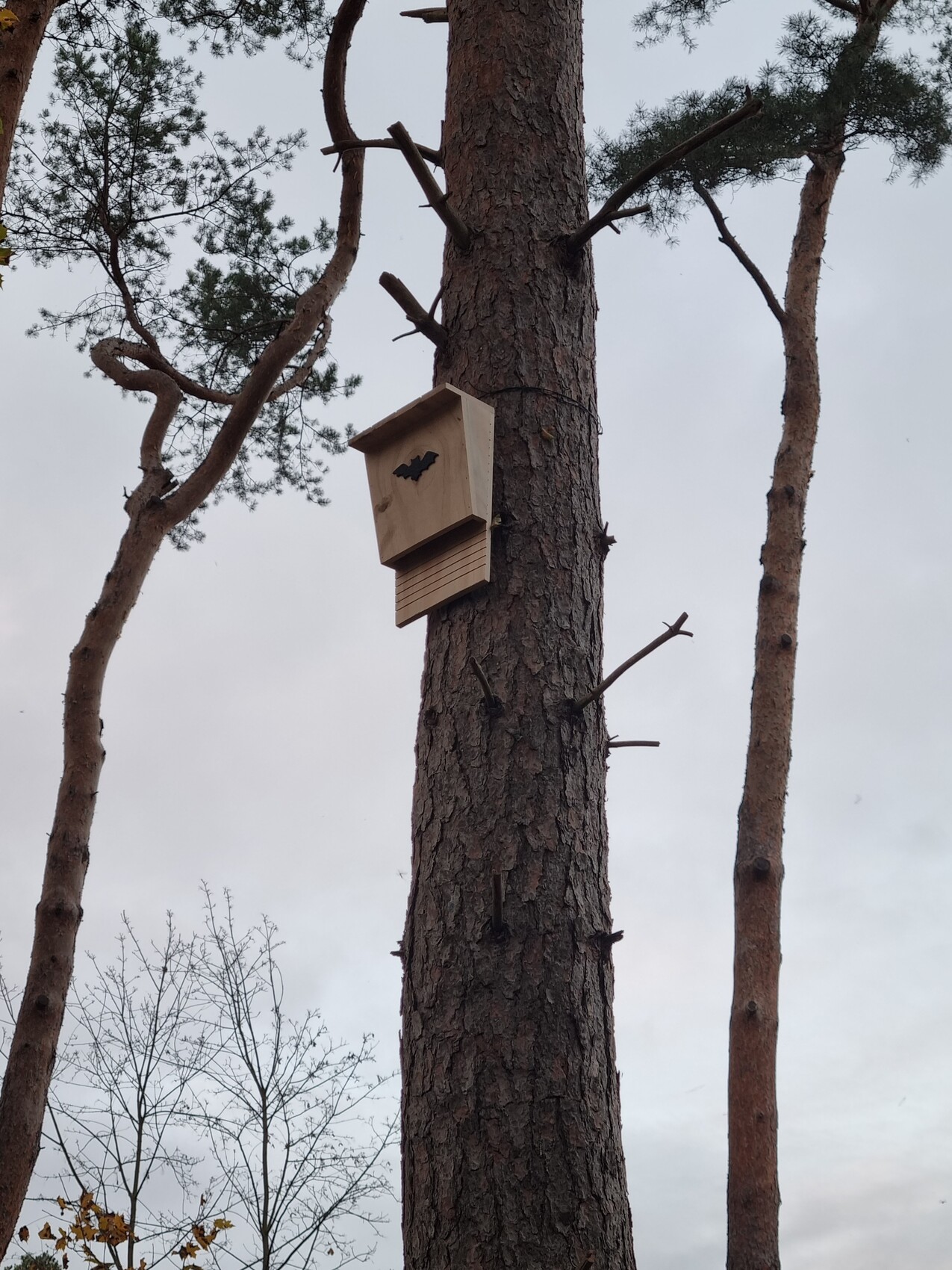 Vogelhaus aus Holz mit Fledermaus-Silhouette am Baumstamm, von Bäumen umgeben