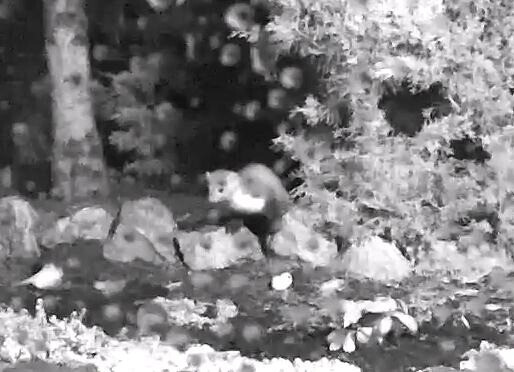 Kleines dunkles Säugetier im Wald, zwischen Felsen und Sträuchern, leicht unscharf im Hintergrund.