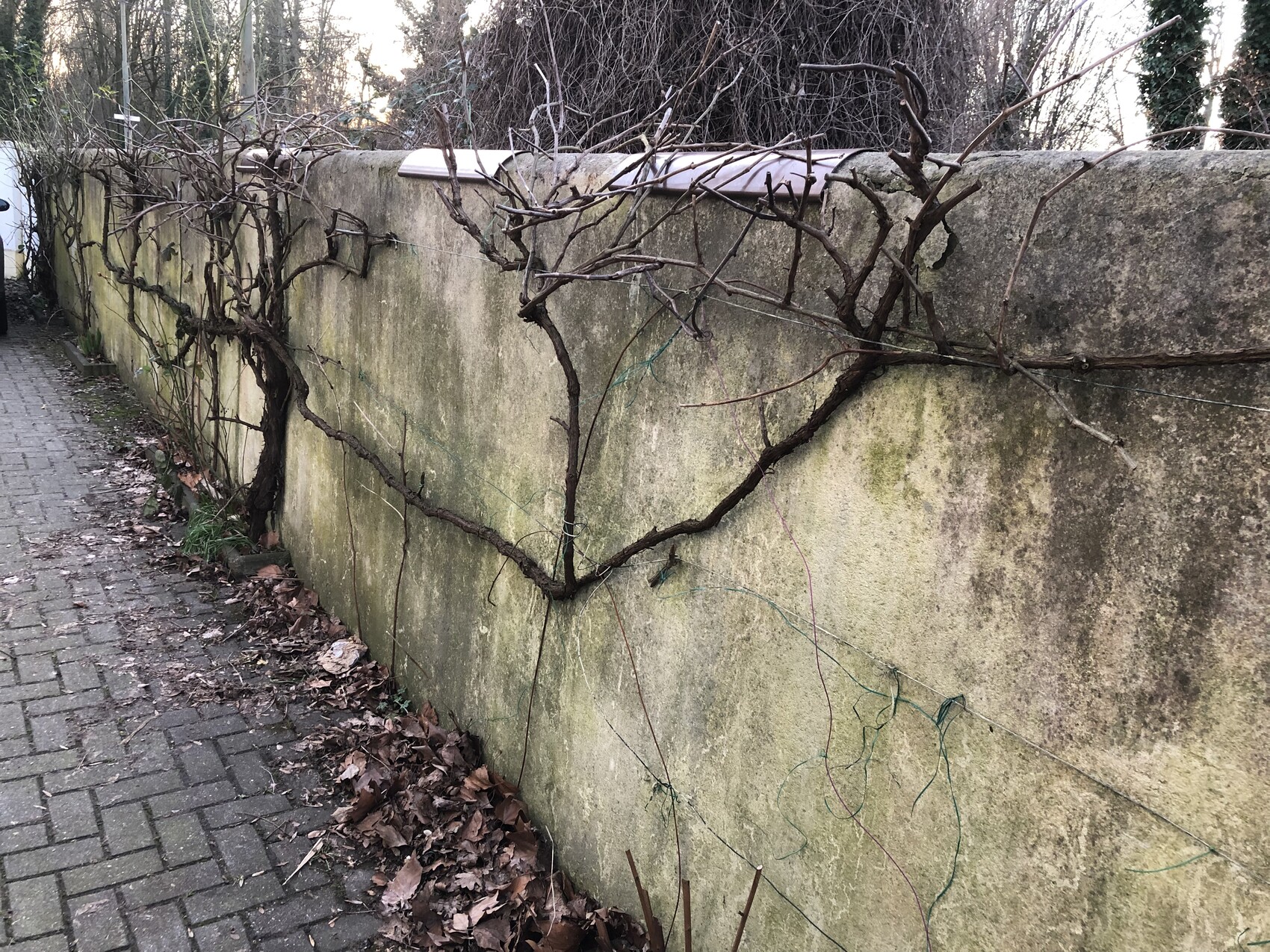 Kletterreben wachsen an einer moosigen Betonmauer neben einem gepflasterten Gehweg.