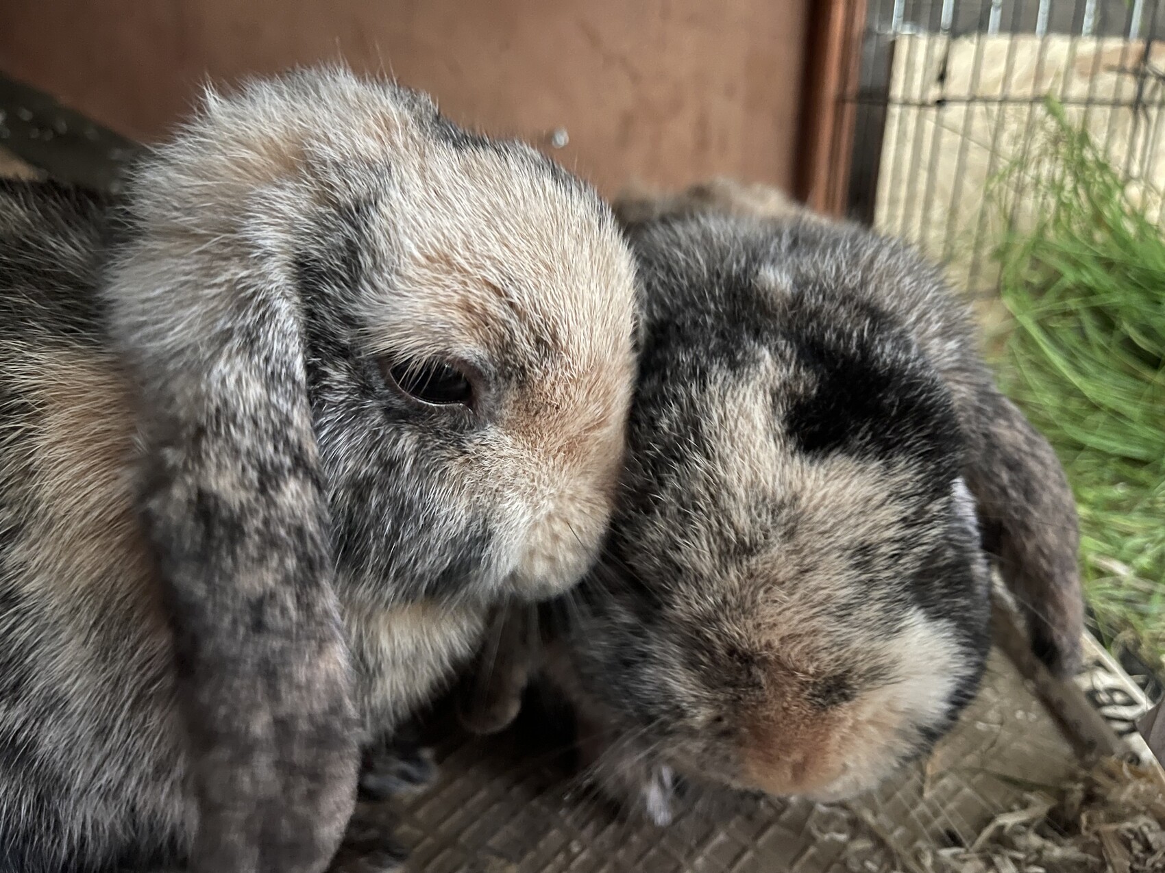 Zwei junge Kaninchen kuscheln eng zusammen in einem Käfig; helles und dunkles Fell.