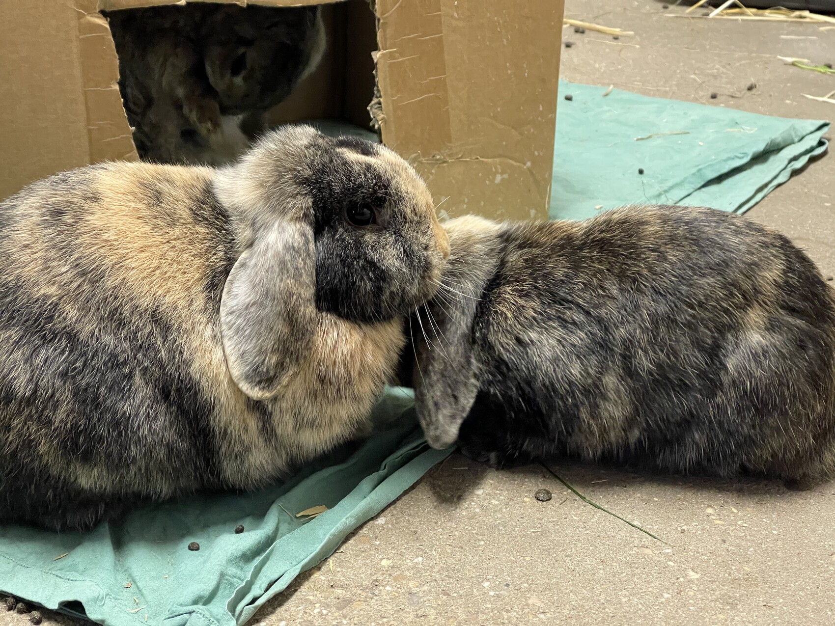 Zwei Kaninchen kuscheln auf grünem Tuch neben einer Kartonschachtel.