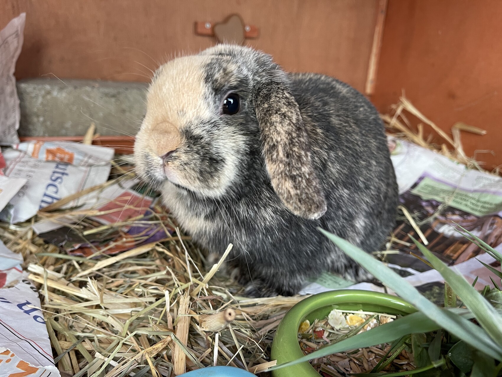 Kaninchen mit braun-grauem Fell sitzt auf Stroh in einer Box; neben grünem Futternapf und Zeitungen.