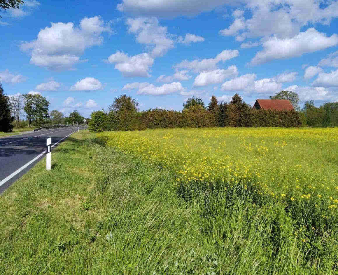 Ländliche Landschaft mit Straße, gelben Feldern, Bäumen und Haus im Hintergrund